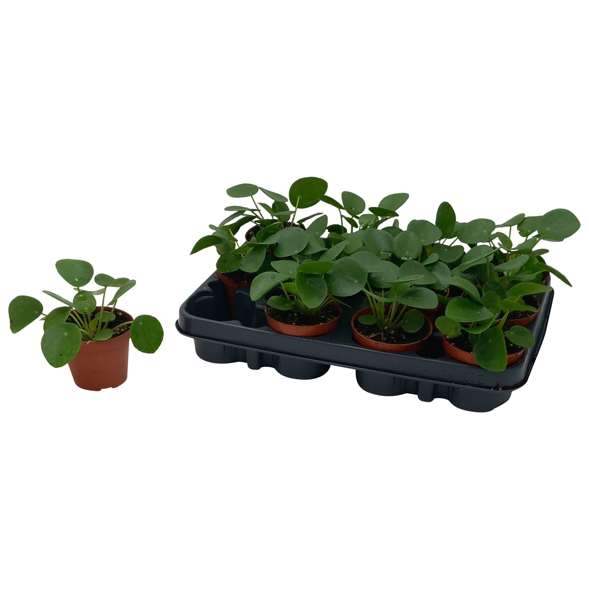 Pilea Peperomioides, D 8,5