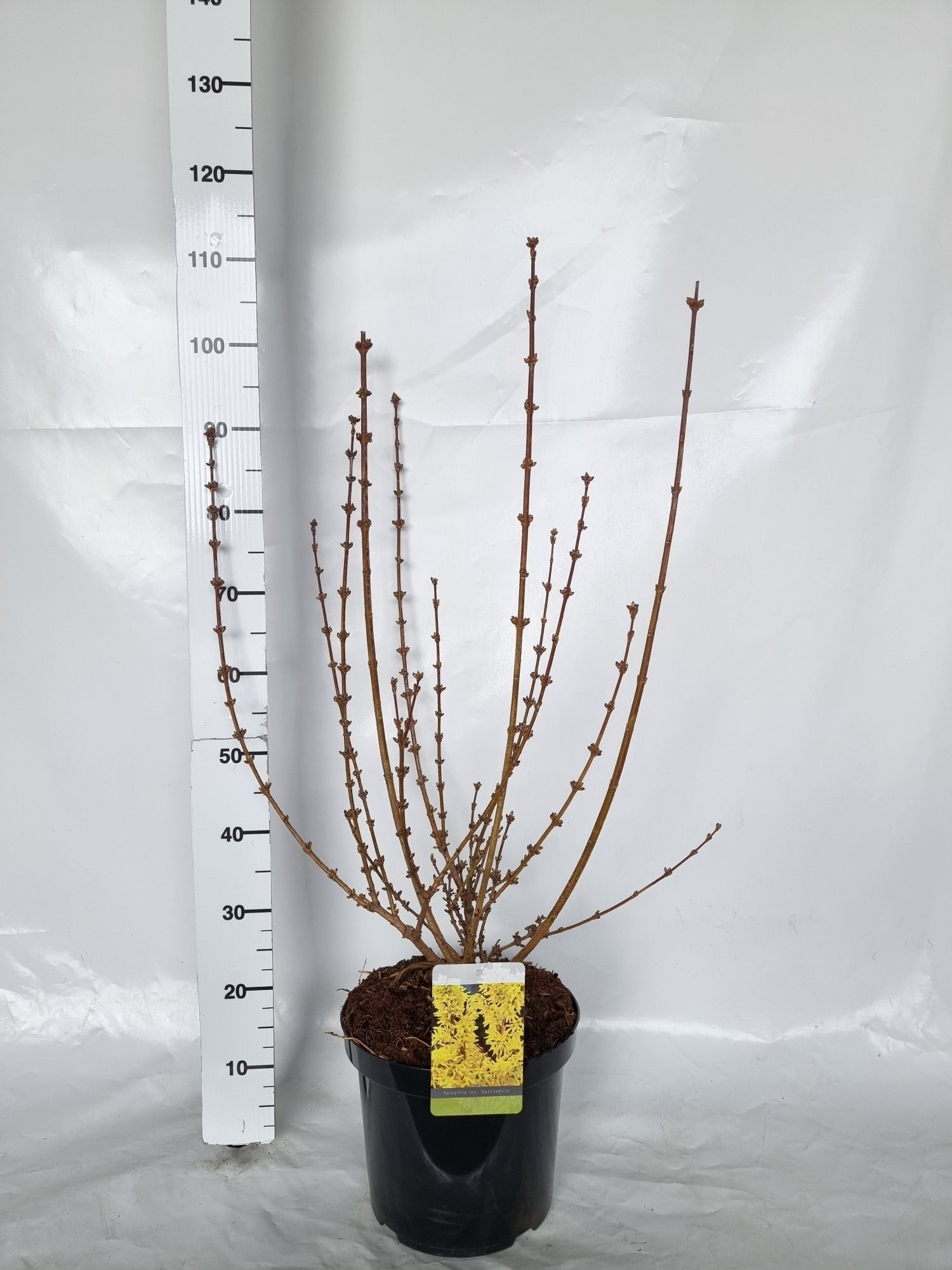 Forsythia 'Goldrausch', D 30