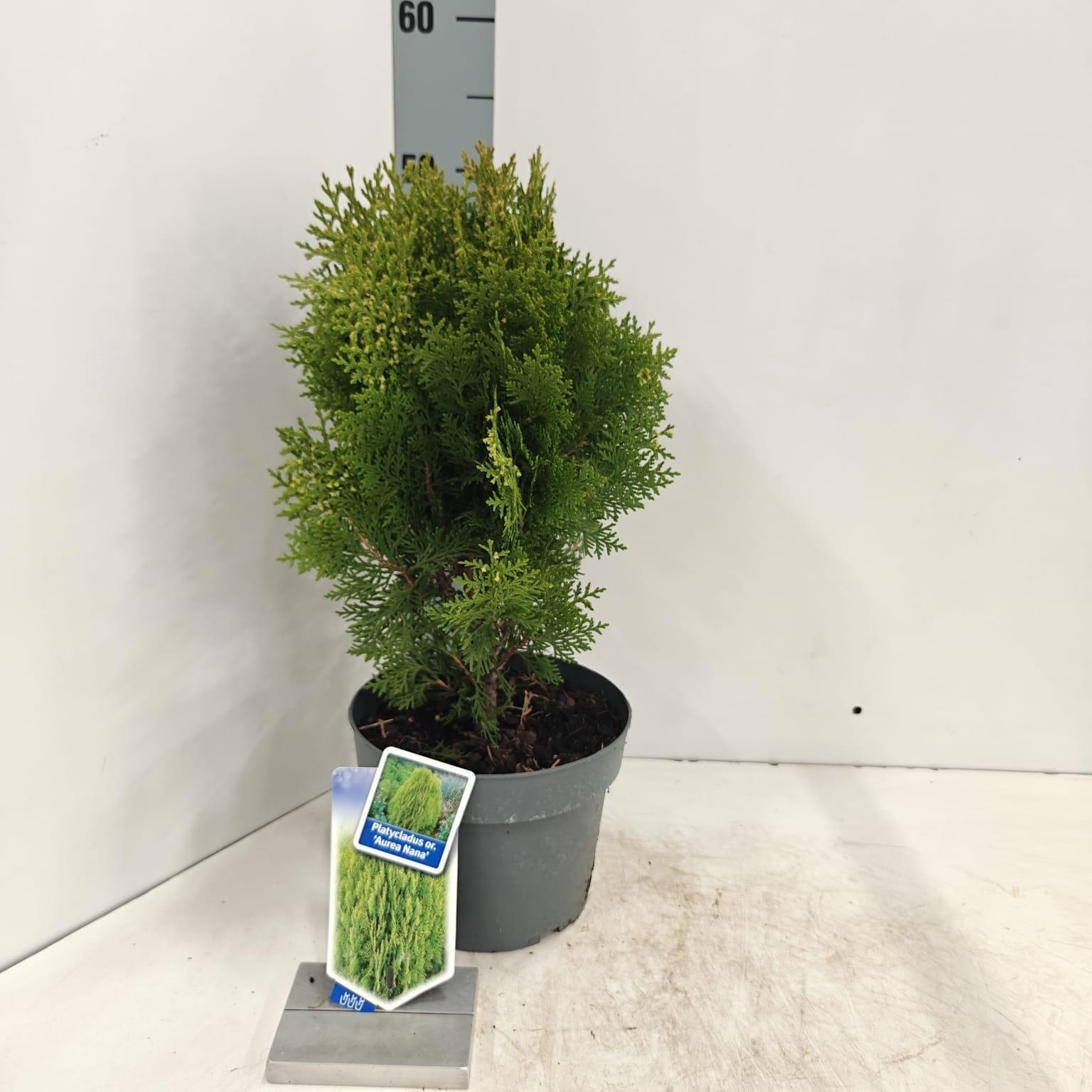 Thuja orient. ‘Aurea Nana’ (Platycladus), D 19