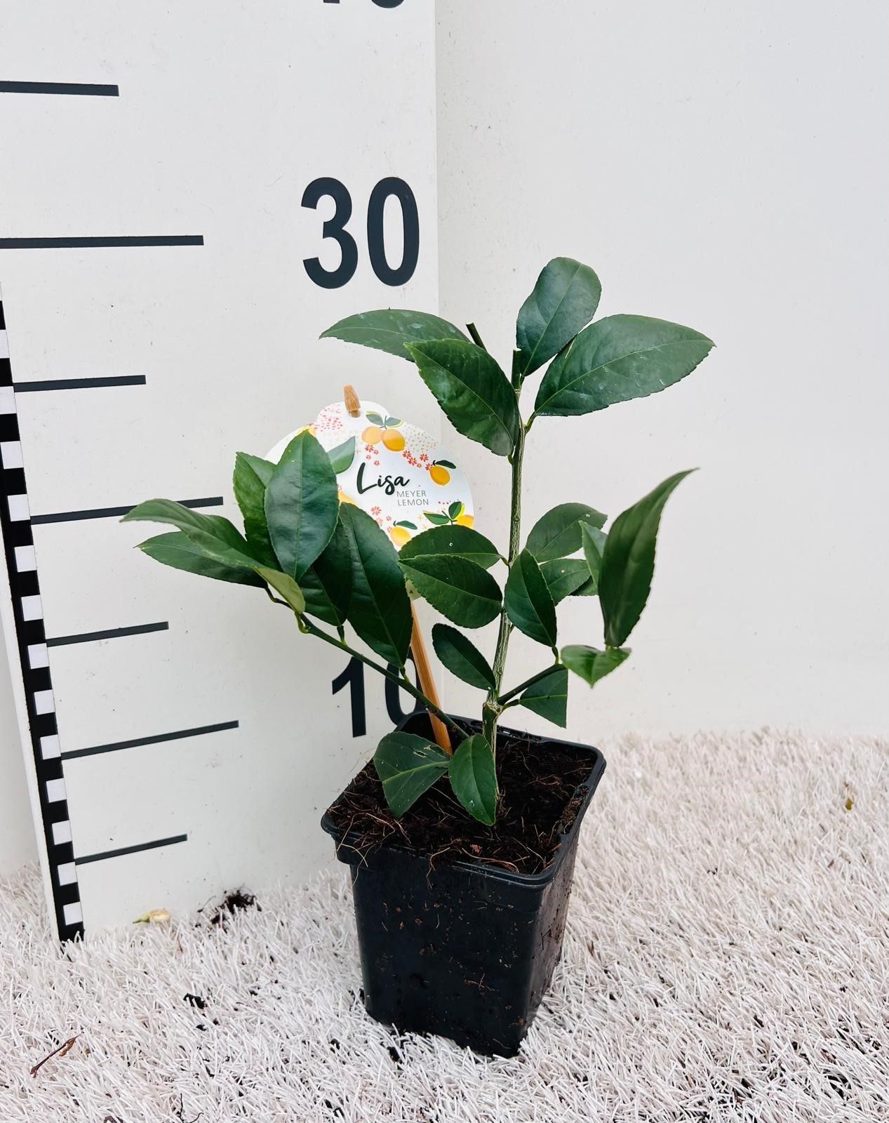 Citrus meyeri Lemon ''Grow at Home''(no fruits), D 9