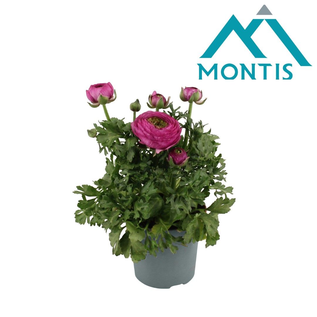 Ranunculus Sprinkles Violet 10,5 cm, D 10,5