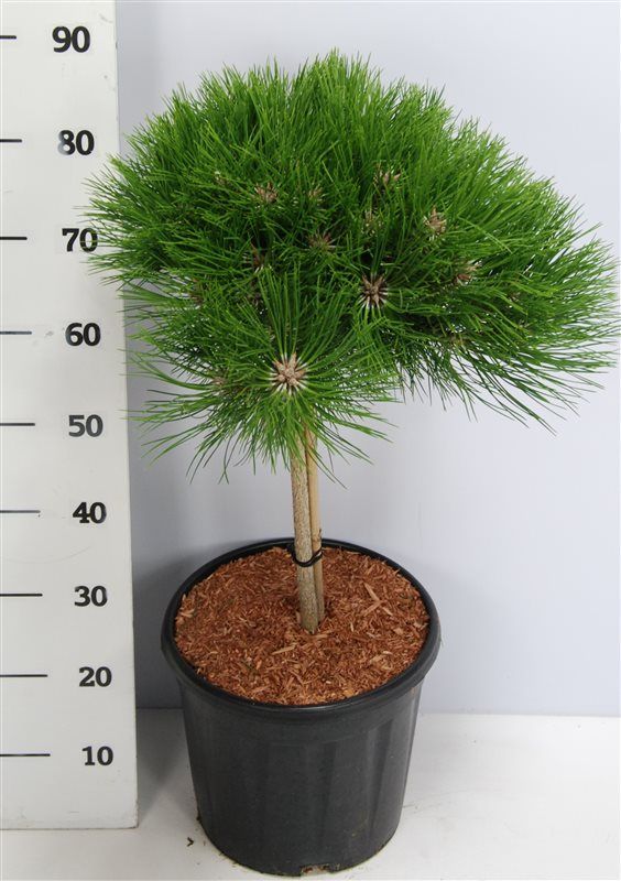 Pinus nigra 'Marie Bregeon', D 32
