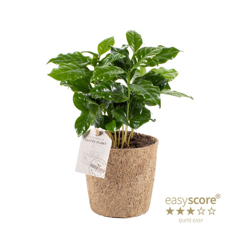 COFFEA ARABICA, D 11