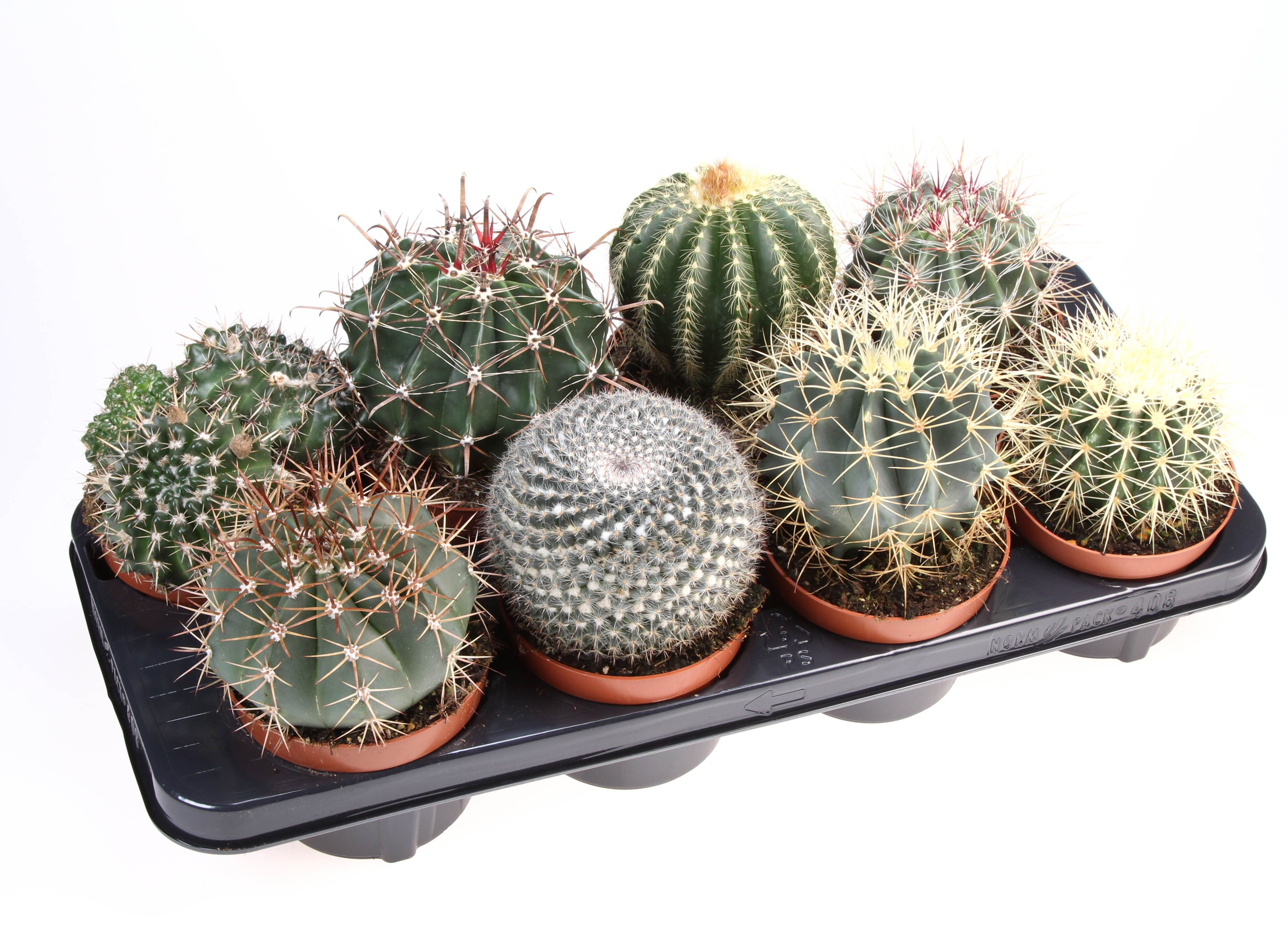 Cactus bol mix, D 12