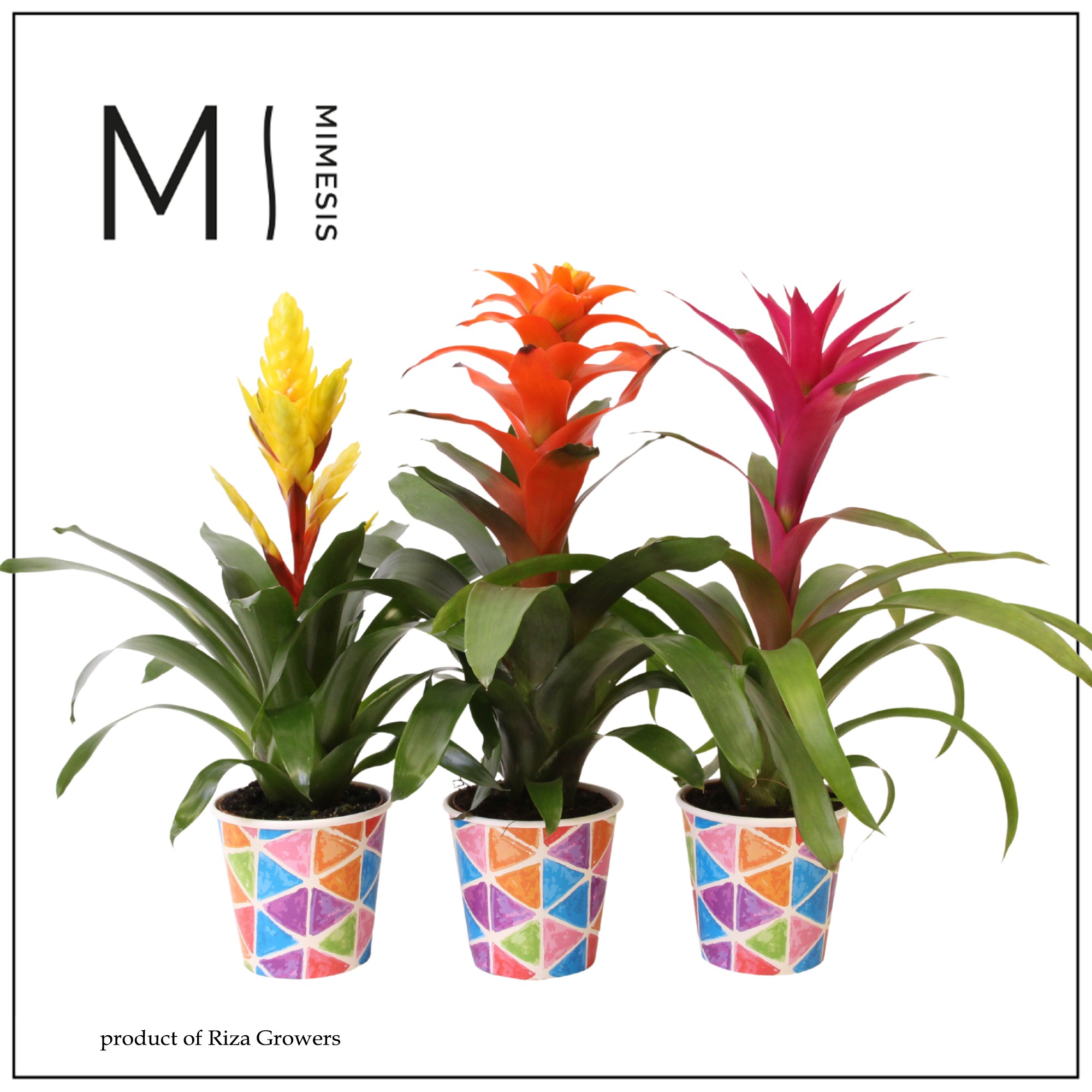Bromelia Cupcake - 12cm in Burano | Mimesis, D 12