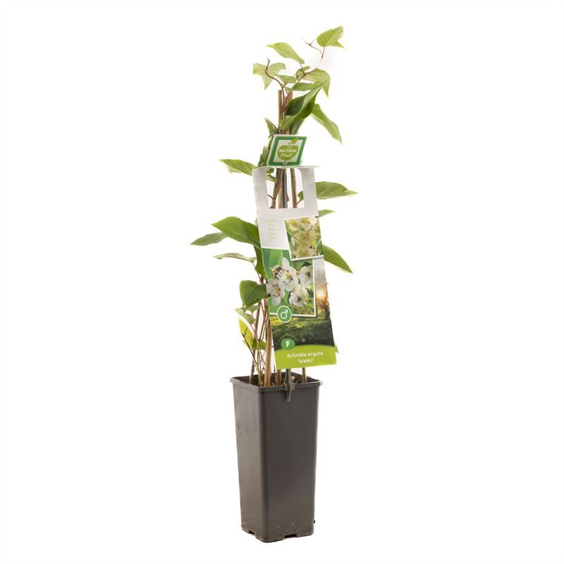 Actinidia arguta Weikii Mannelijke kiwibes, D 11