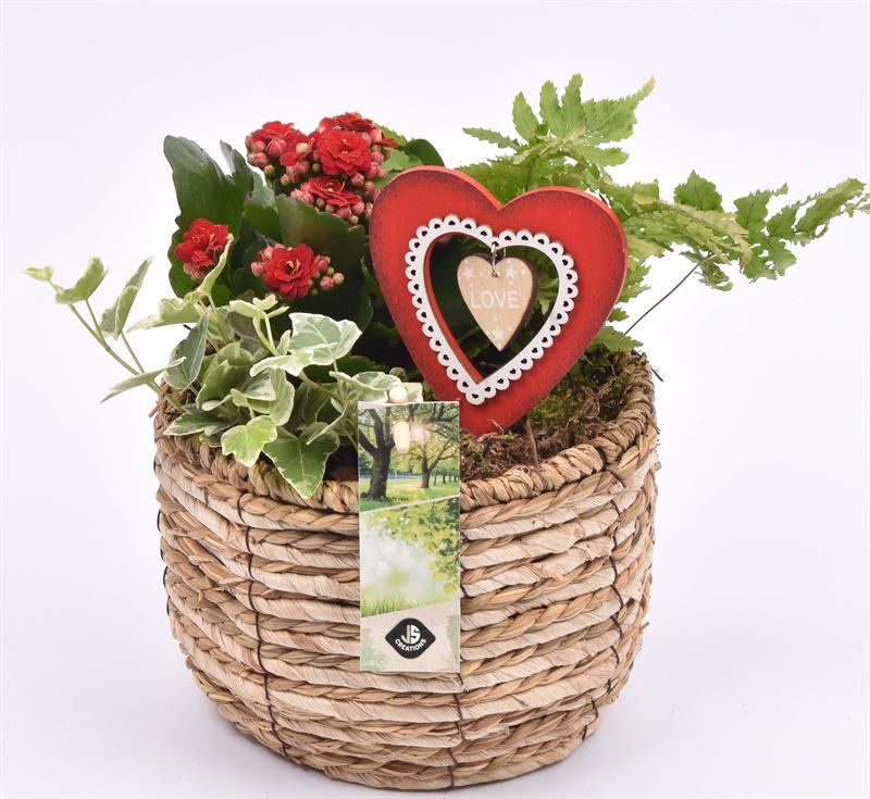 Mais mand 16cm, D 16