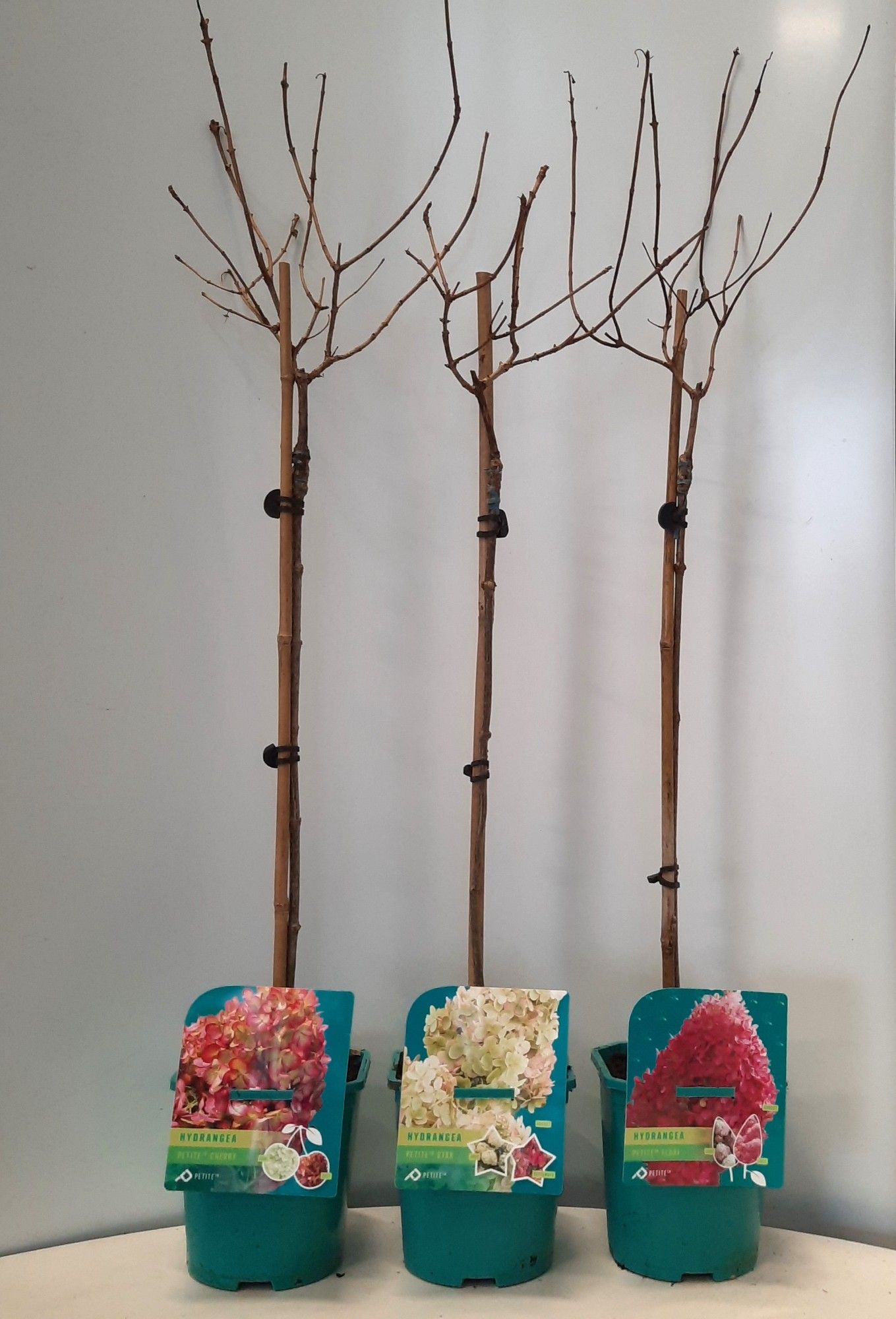 Hydrangea pan. Petite in Soorten op Stam, D 21