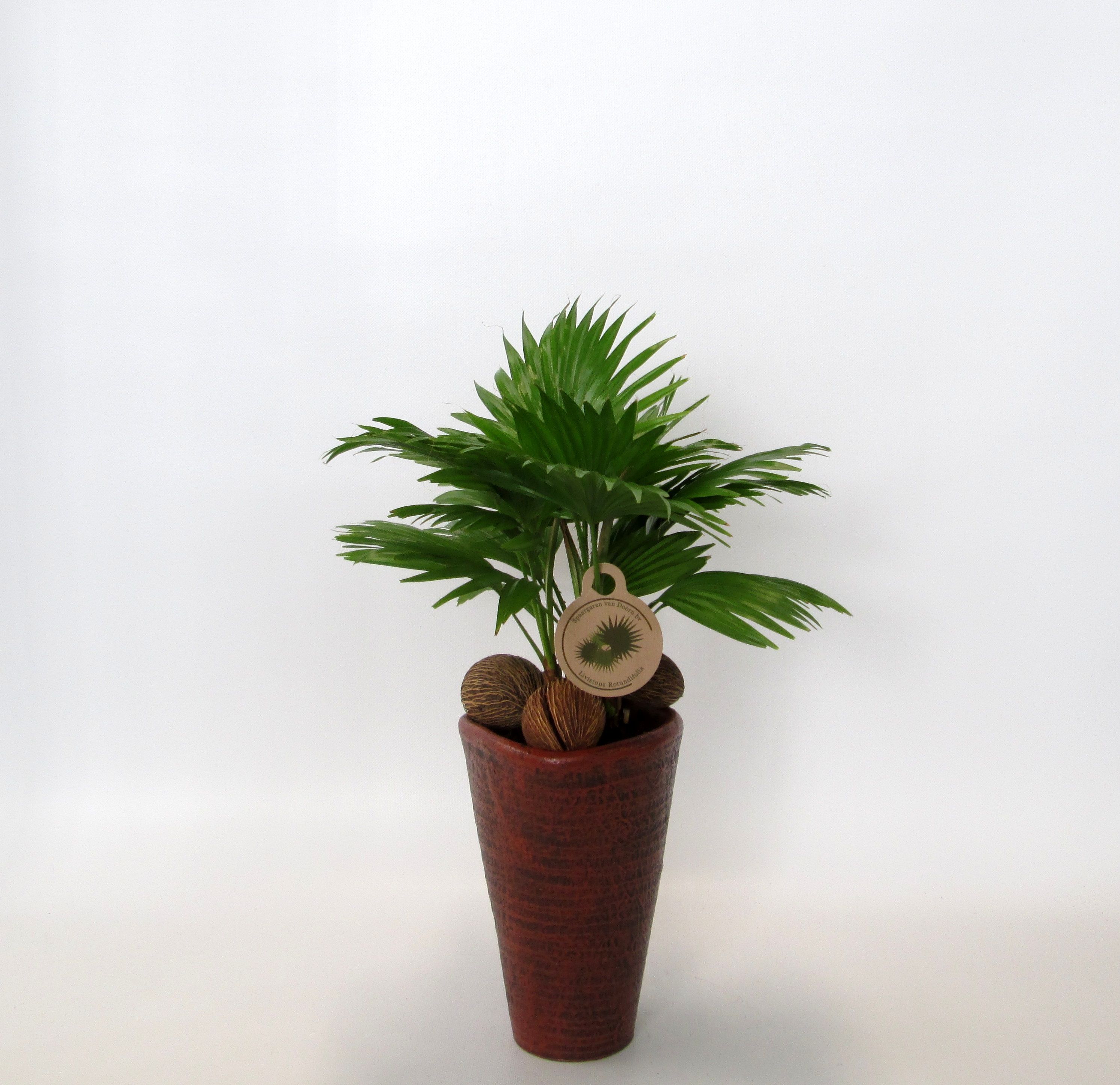 Livistona rotundifolia, D 16