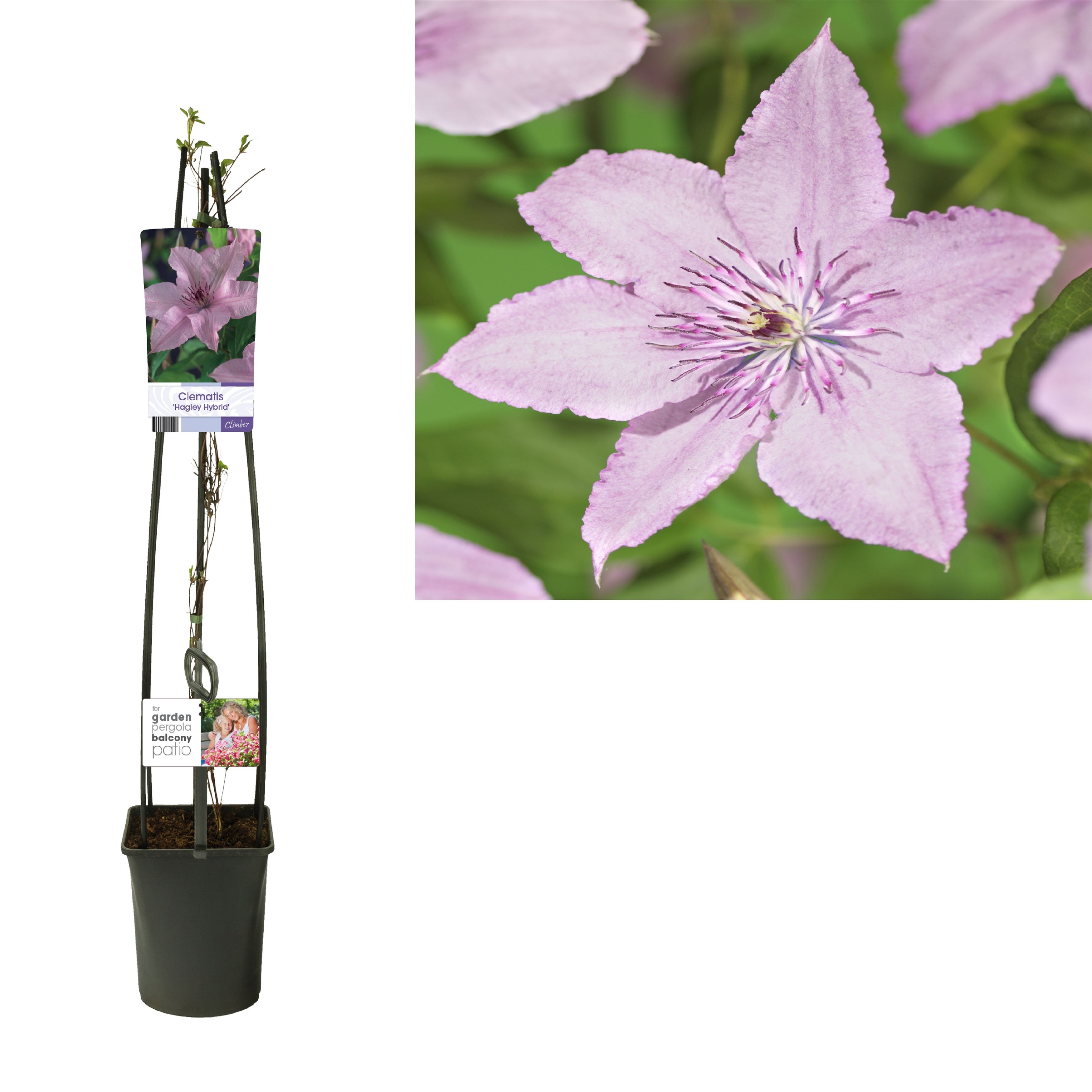 Clematis 'Hagley Hybrid' +light label, D 23