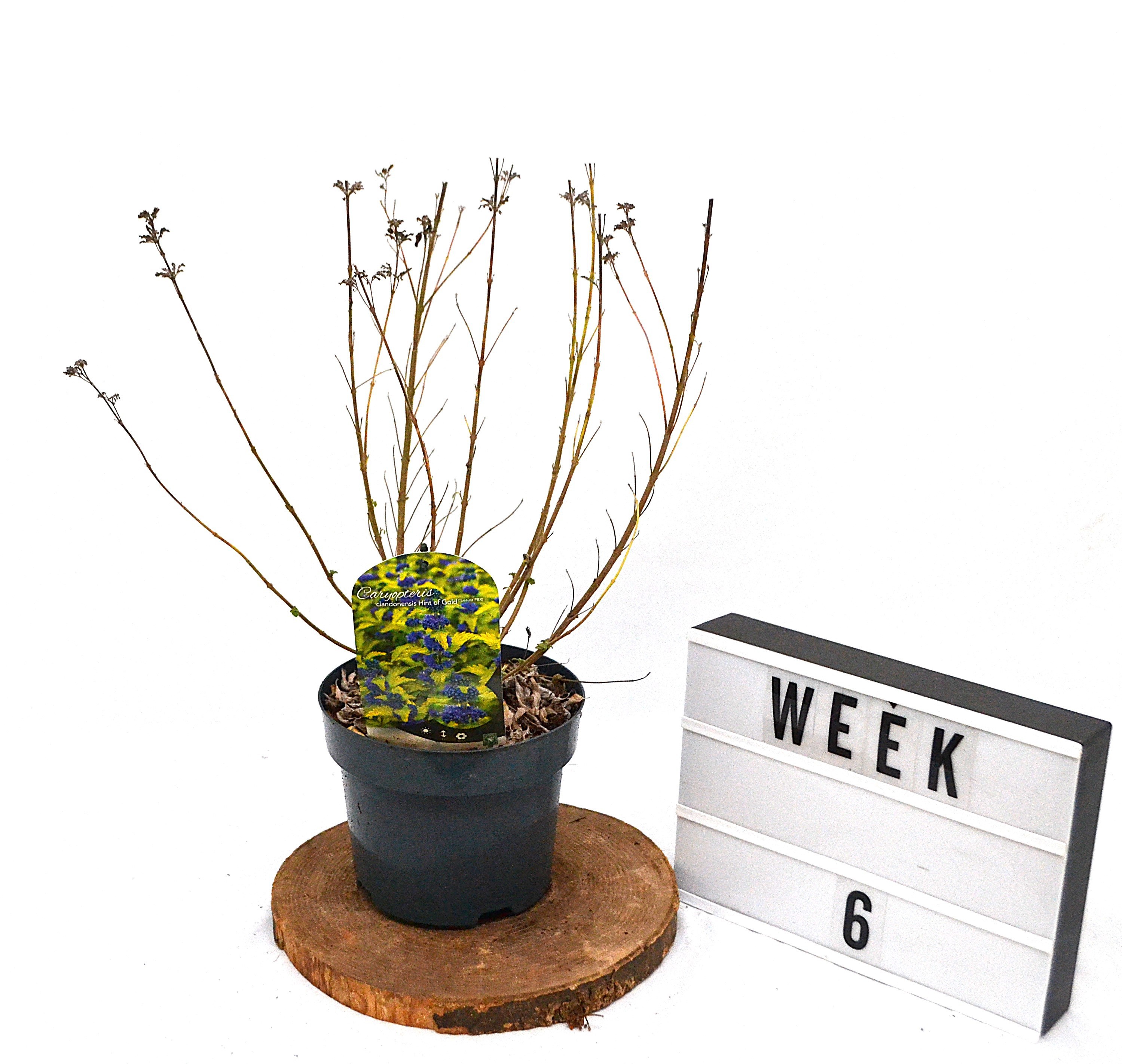 Caryopteris clandonensis 'Hint of Gold' C3, D 19