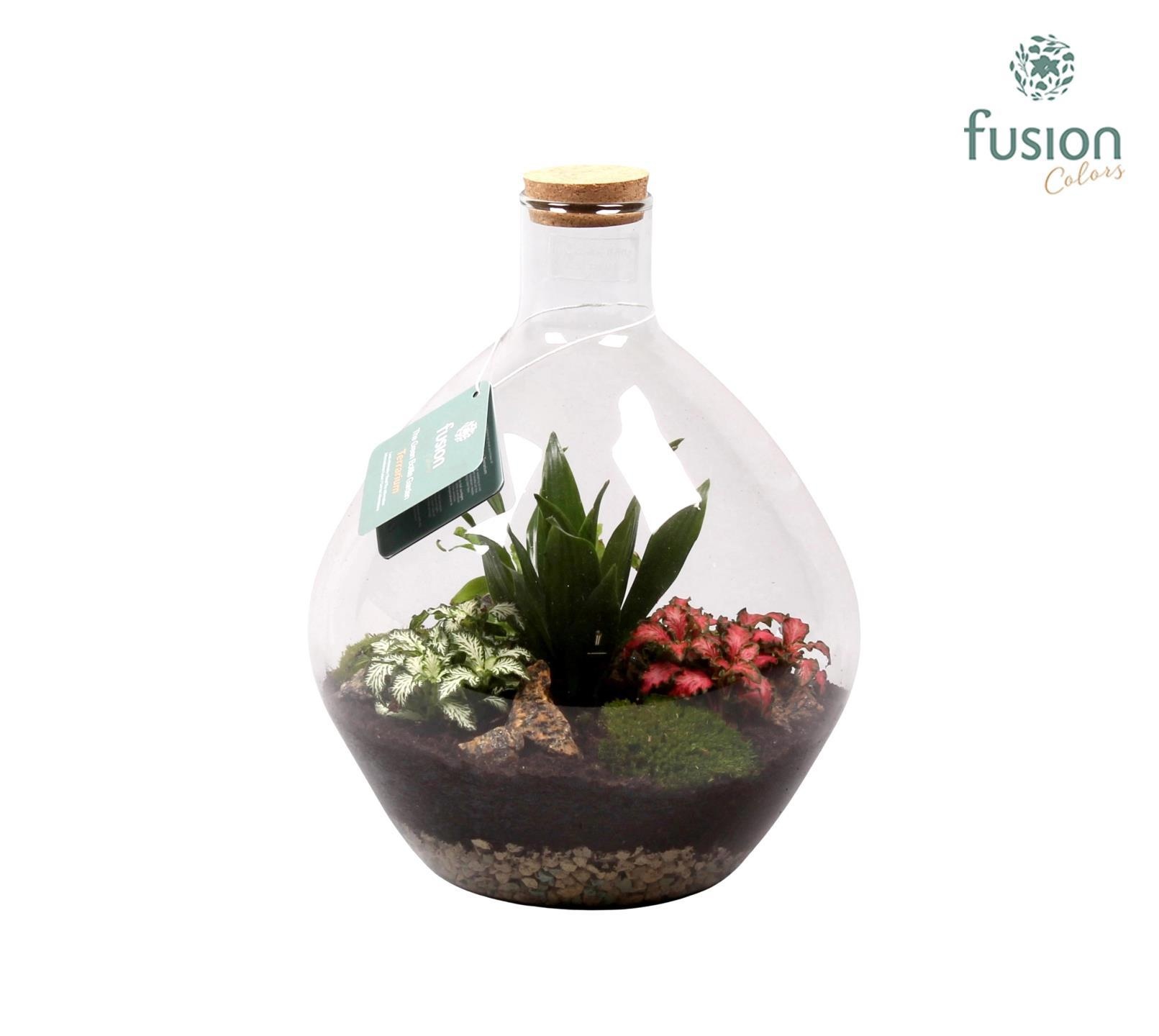 Glas Terrarium glas met kurk en Arrangement D26 H33, D 26