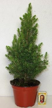 PICEA GLAUCA 'CONICA', D 13