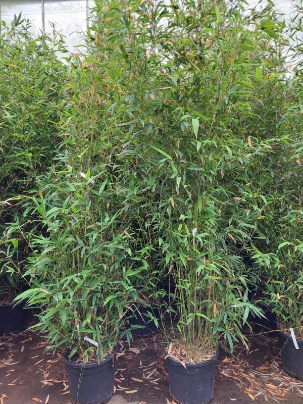 Phyllostachys aurea, D 35
