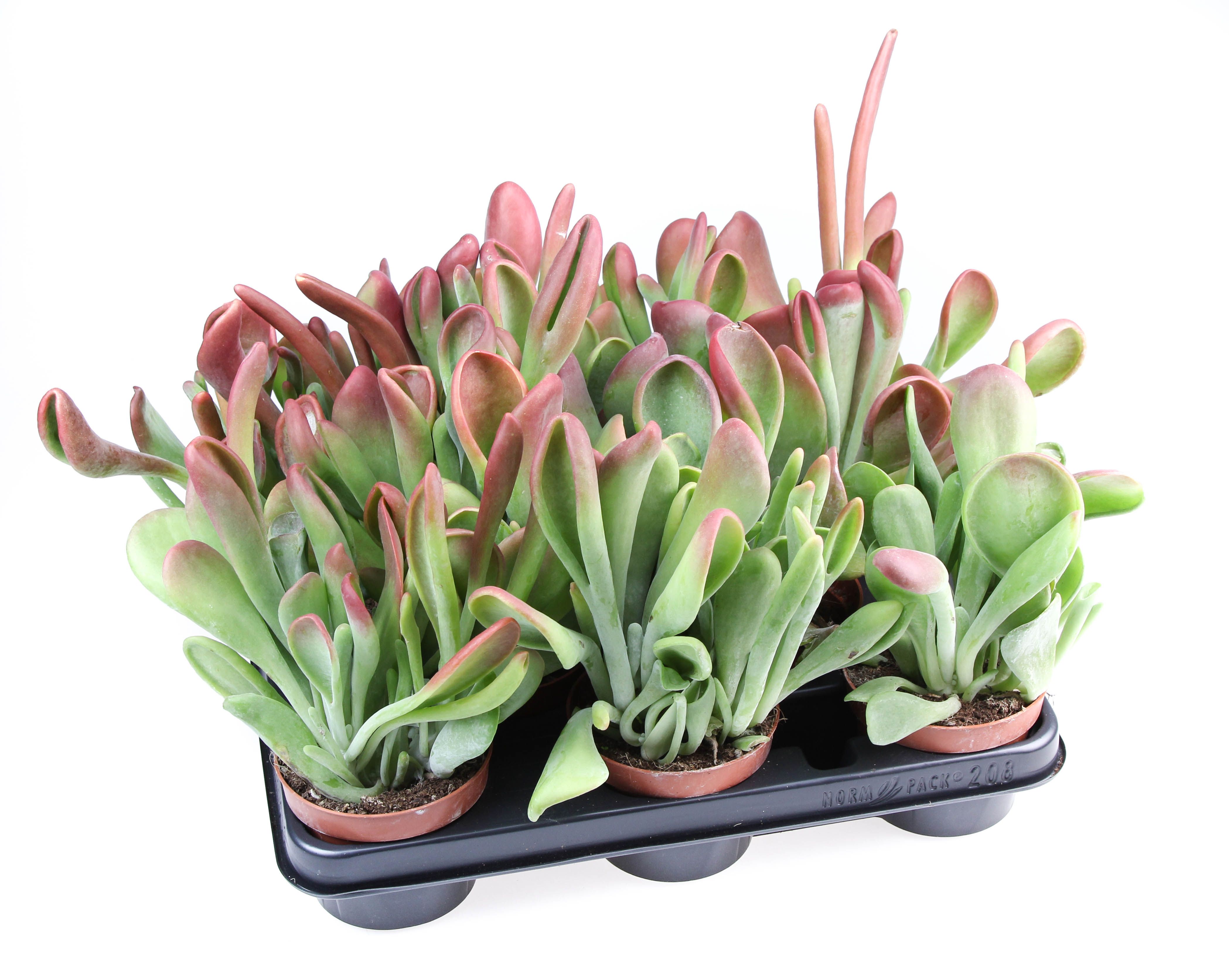 Kalanchoe Oricula, D 10,5