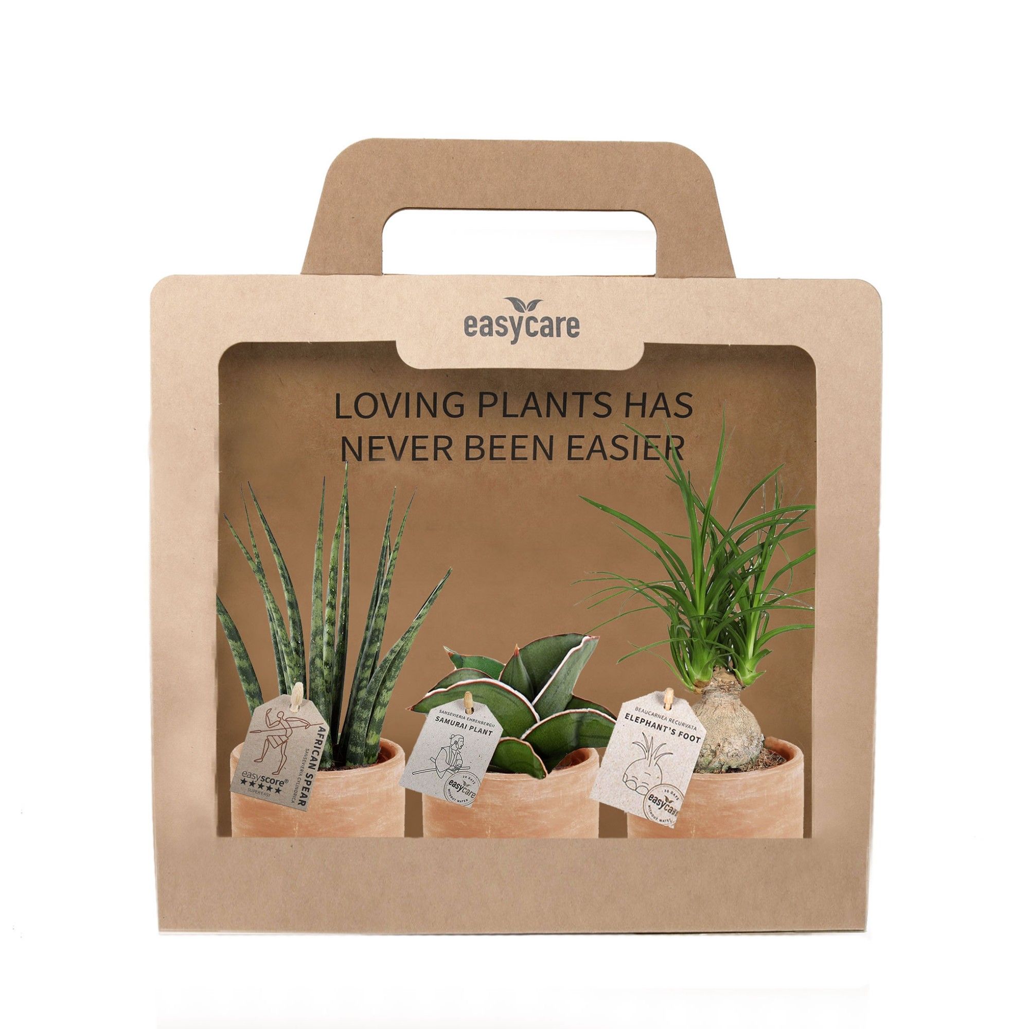 3-Pack Raw Terracotta, D 7