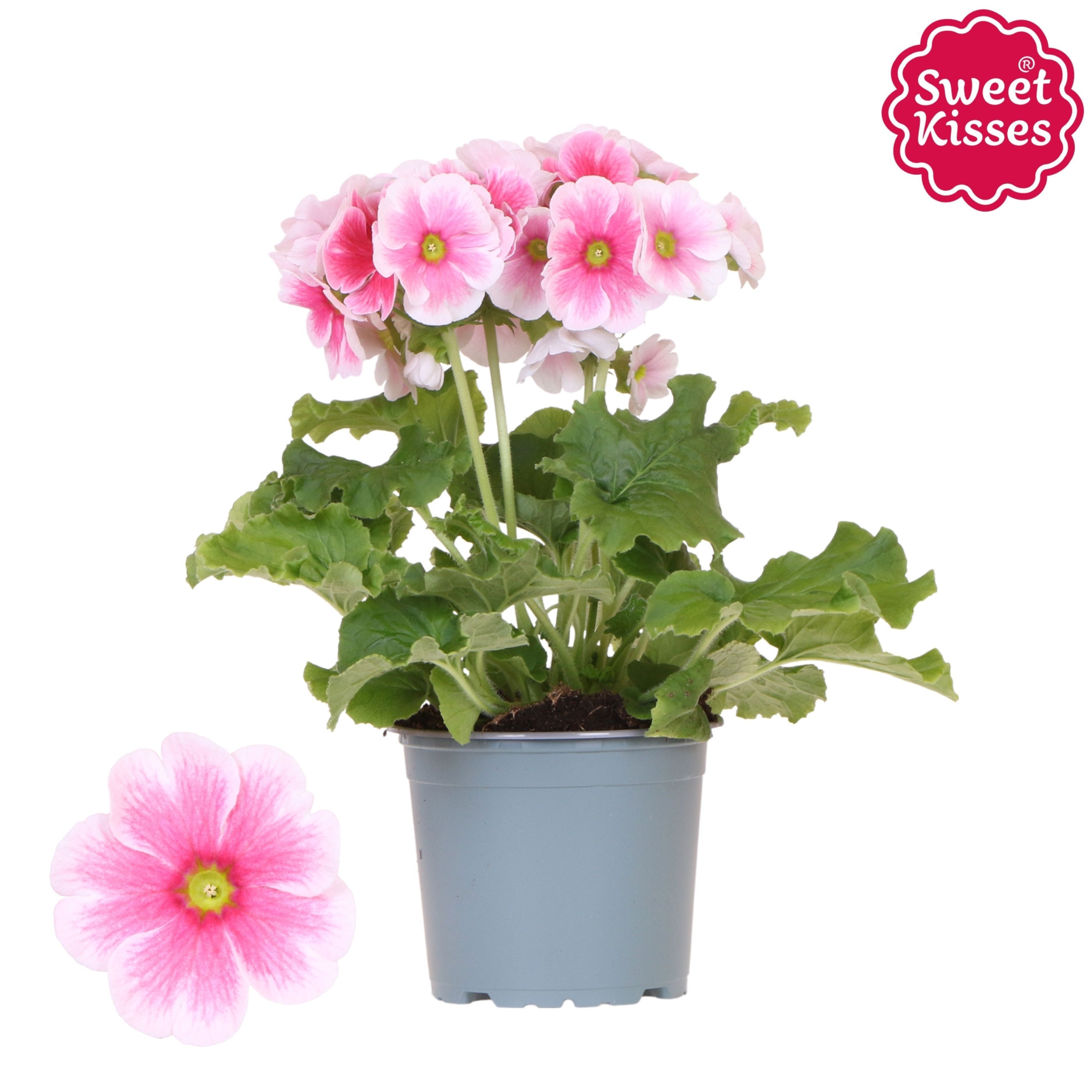 Primula Obconica Sweet Kisses red blush, D 12