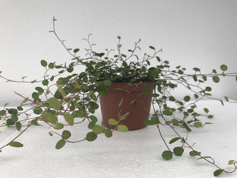 MUEHLENBECKIA COMPLEXA, D 12