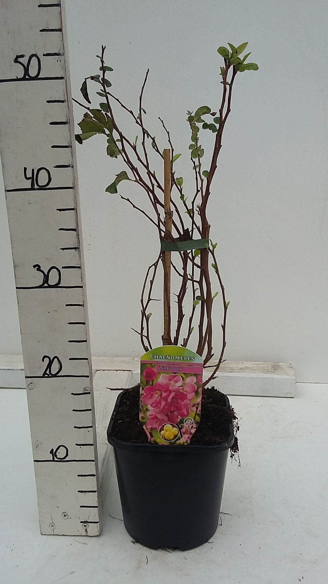 Chaenomeles x superba Pink Trail, D 17