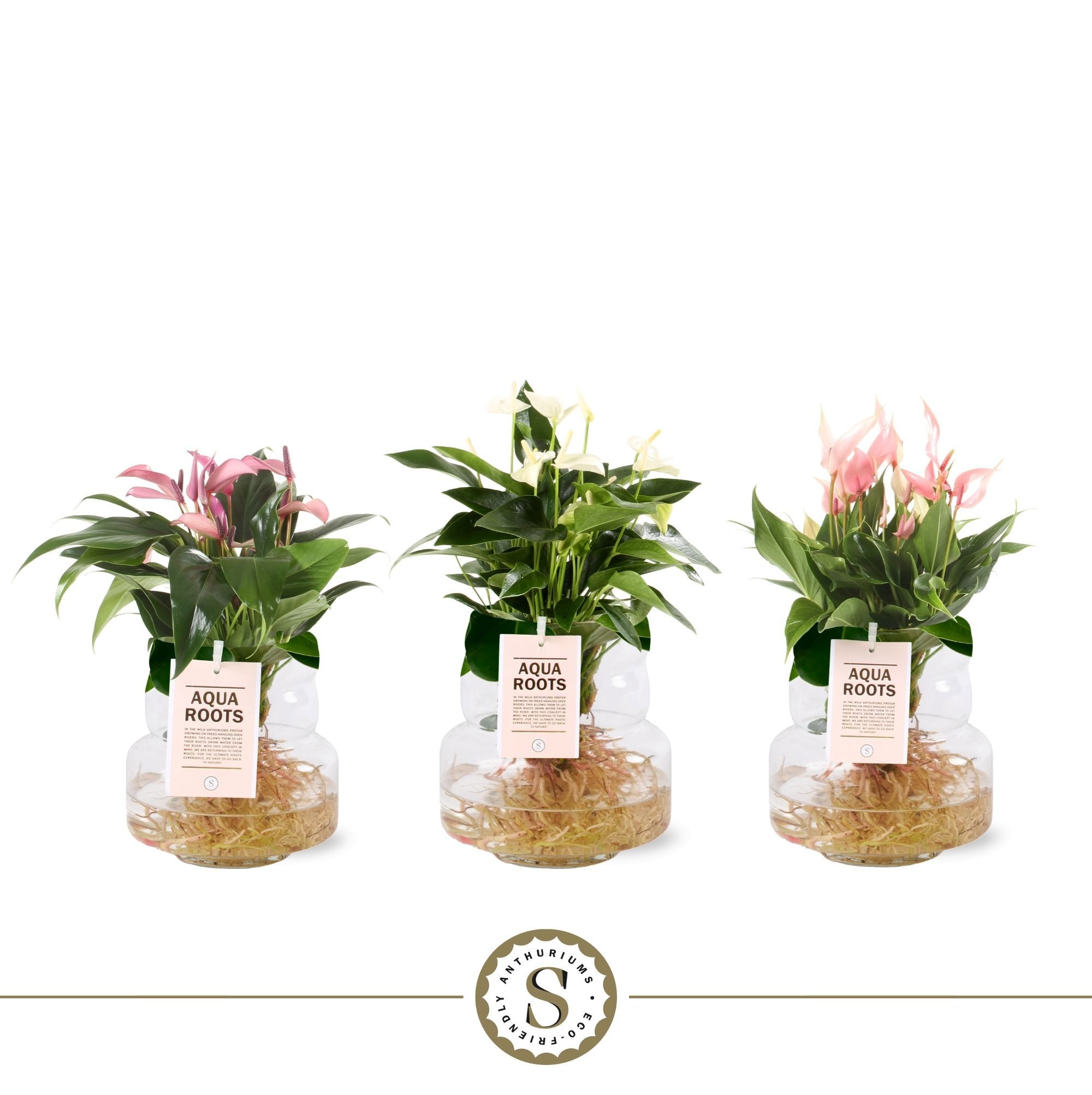 Aqua Roots Torino glas Mix, D 12