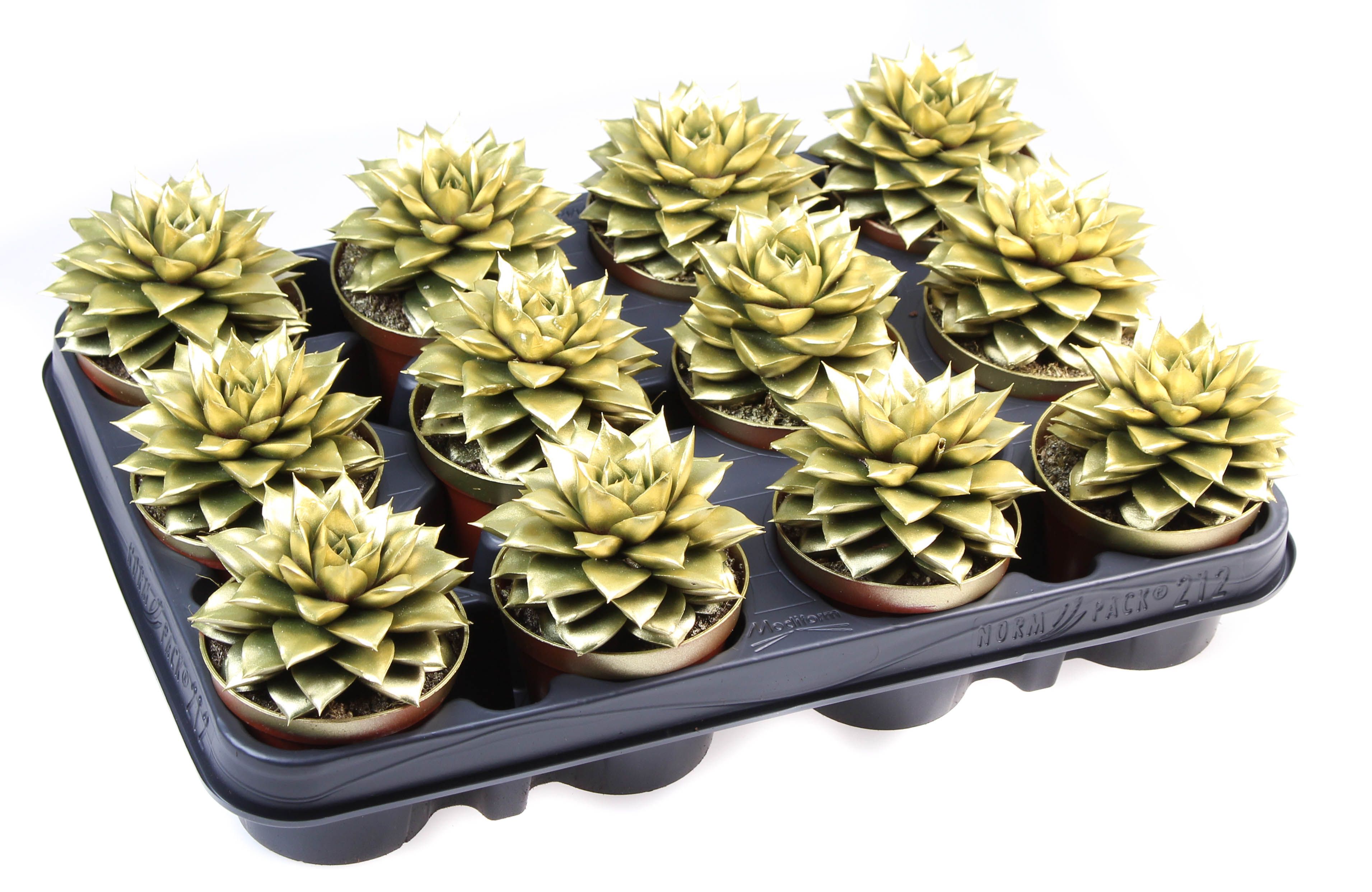 Rainbow purper gold, D 8,5