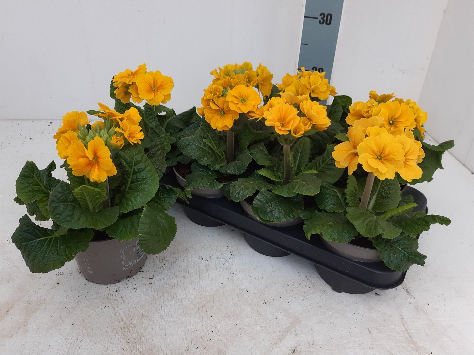 Primula Elatior, D 13