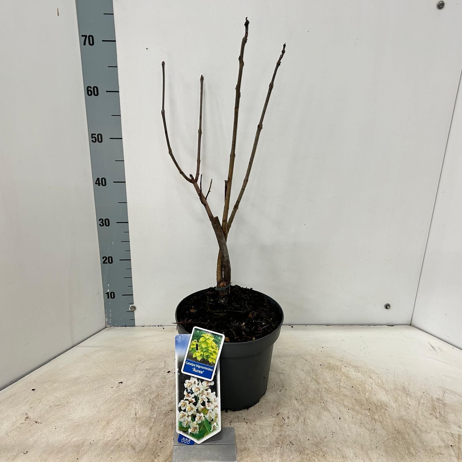 Catalpa bignon. 'Aurea', D 23