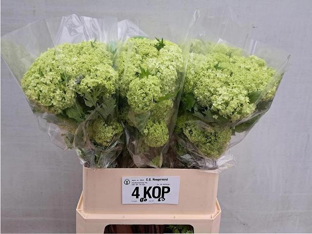 Вибурнум Розеум 80 (зел.), шт.