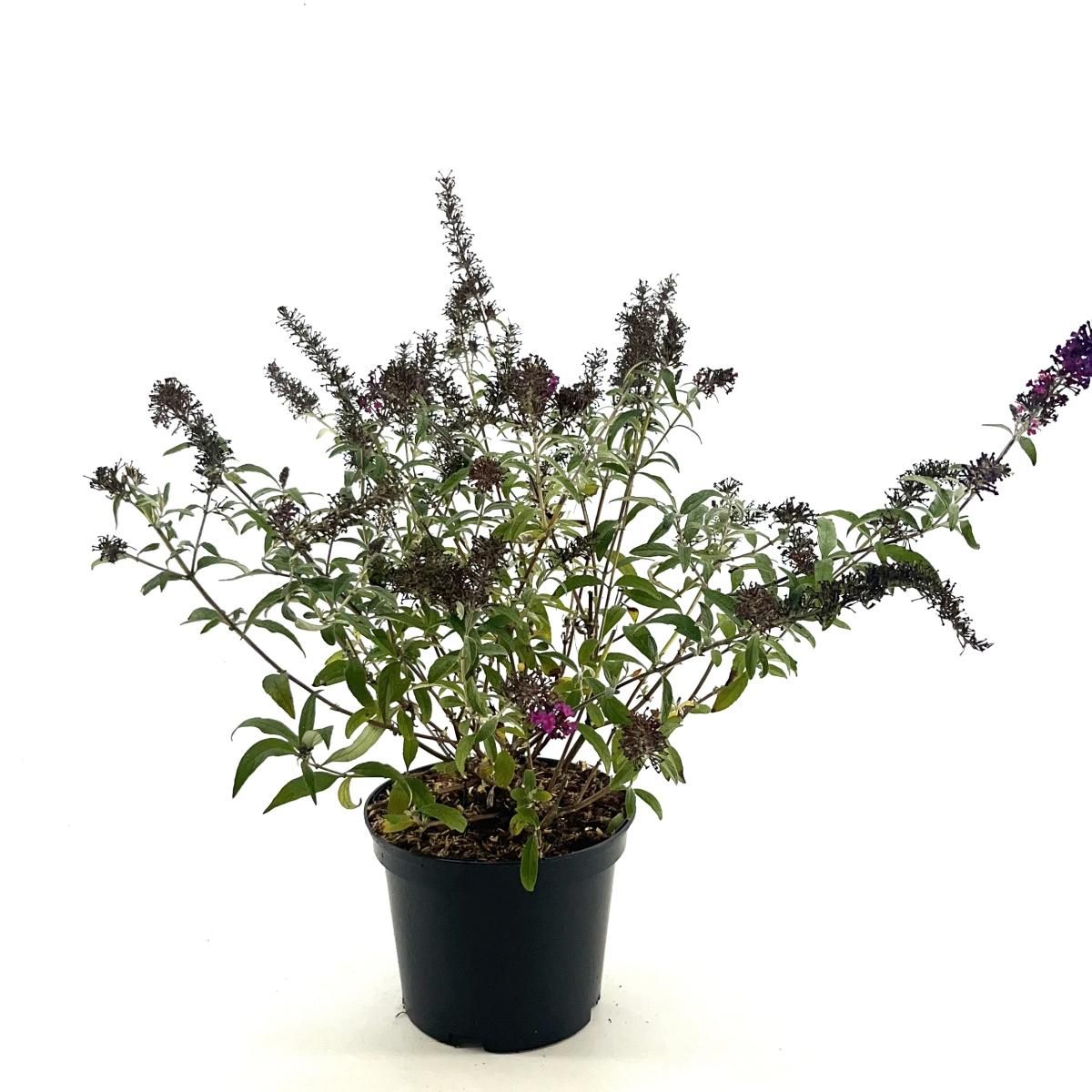 Buddleja Butterfly Red, D 19
