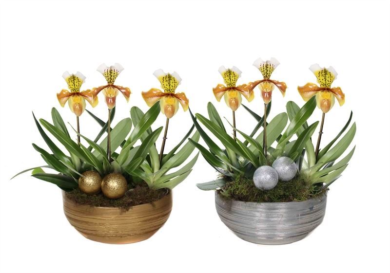 Schaal scratched 26 cm gold/silver Paphiopedilum USA hybride 3bl ( 3 p.p. ), D 26