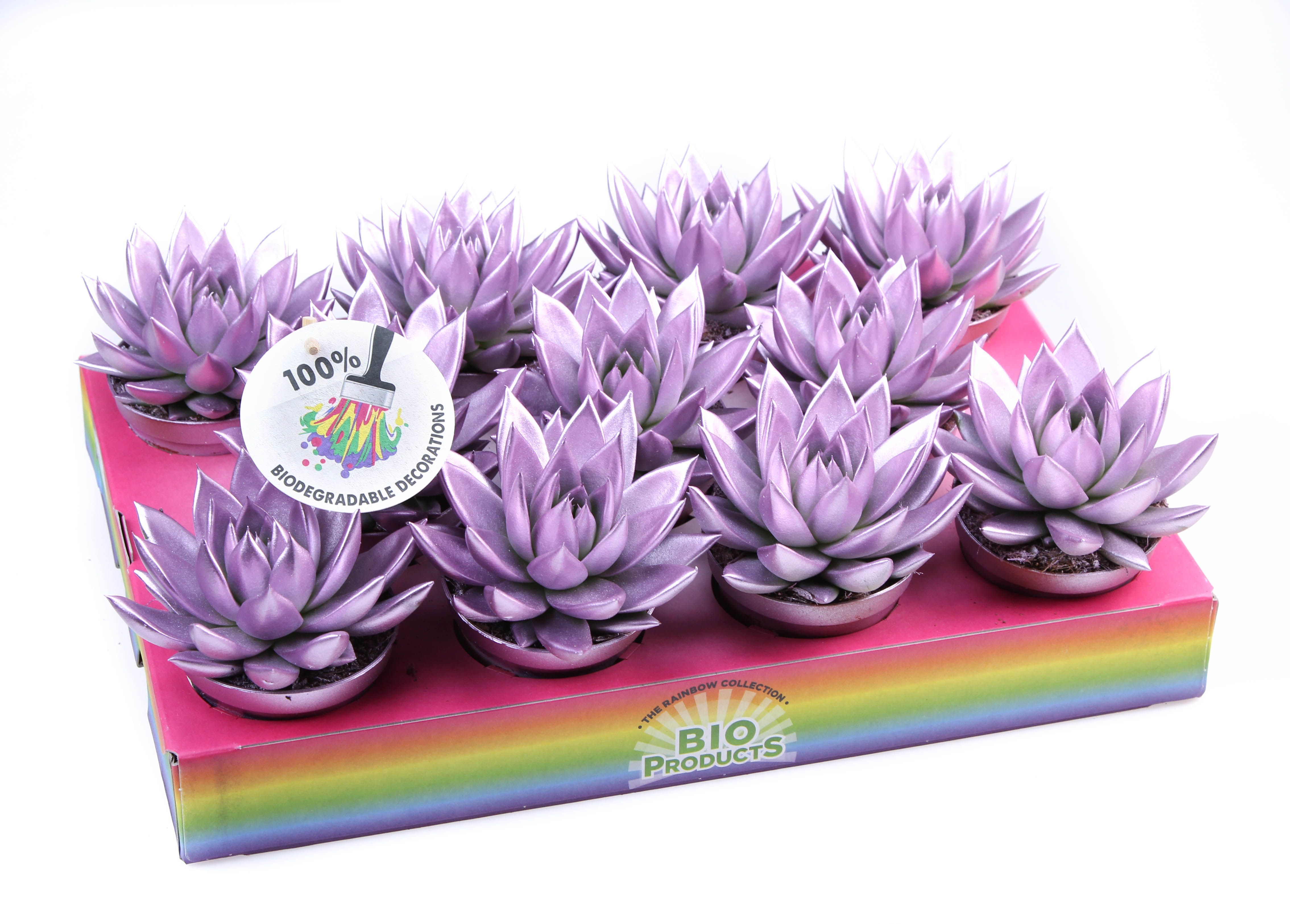 Rainbow Metallic pink, D 8,5