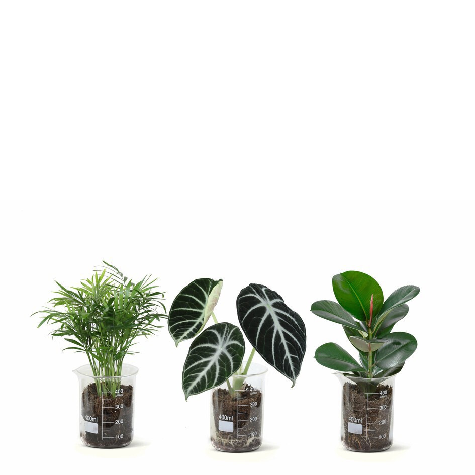 GREEN MIX 30912000 Lab Glass, D 10