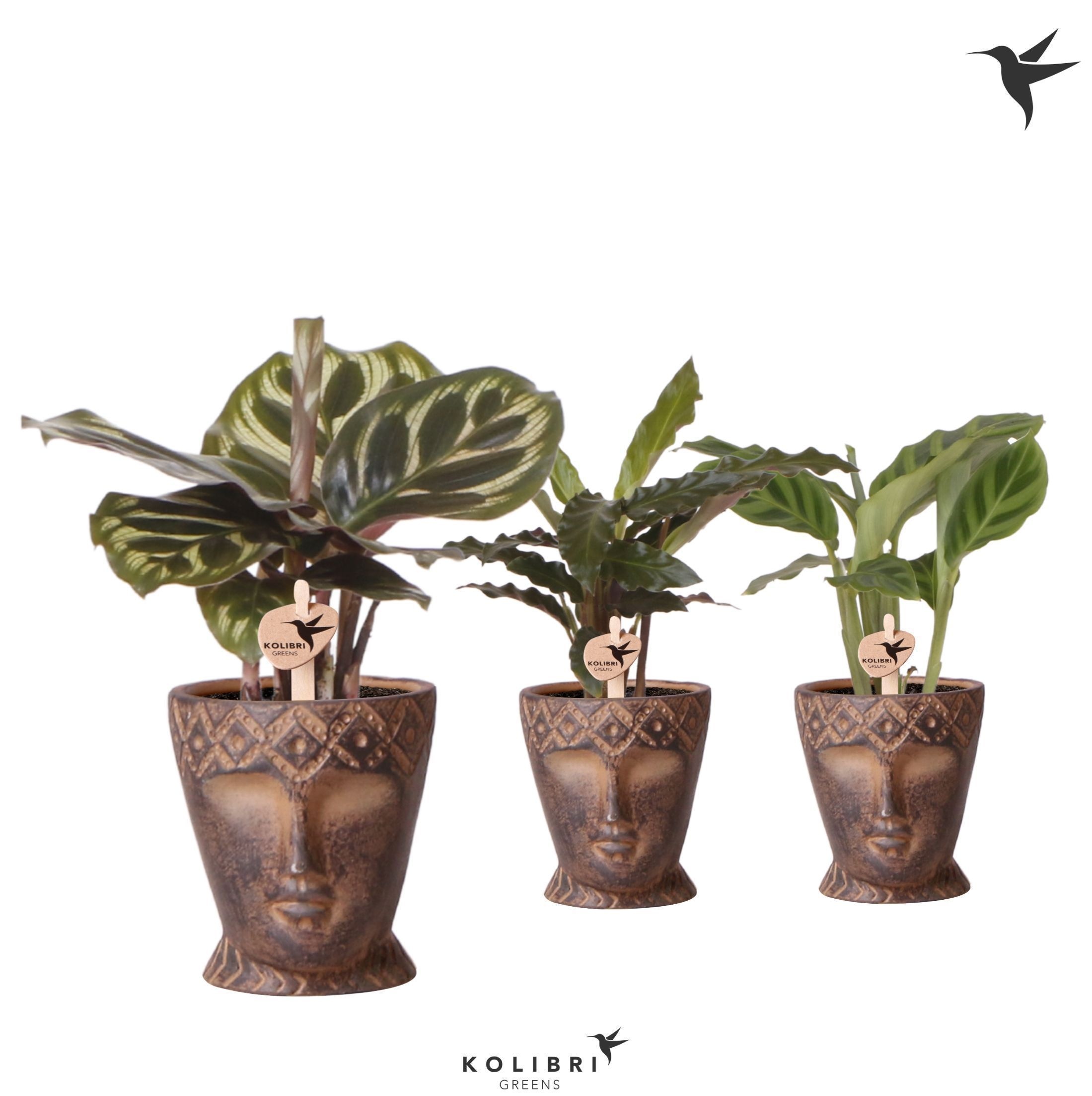Kolibri Greens Calathea mix in Totem Mask pot, D 6
