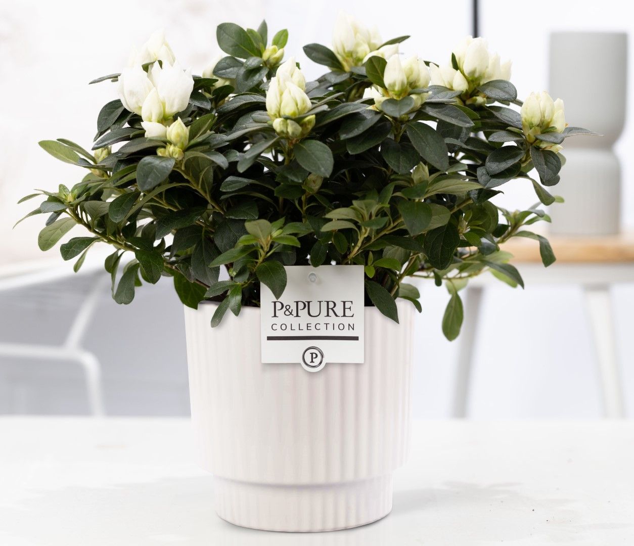 1st class Azalea white in P&PURE Ivy ceramics shiny white, D 12