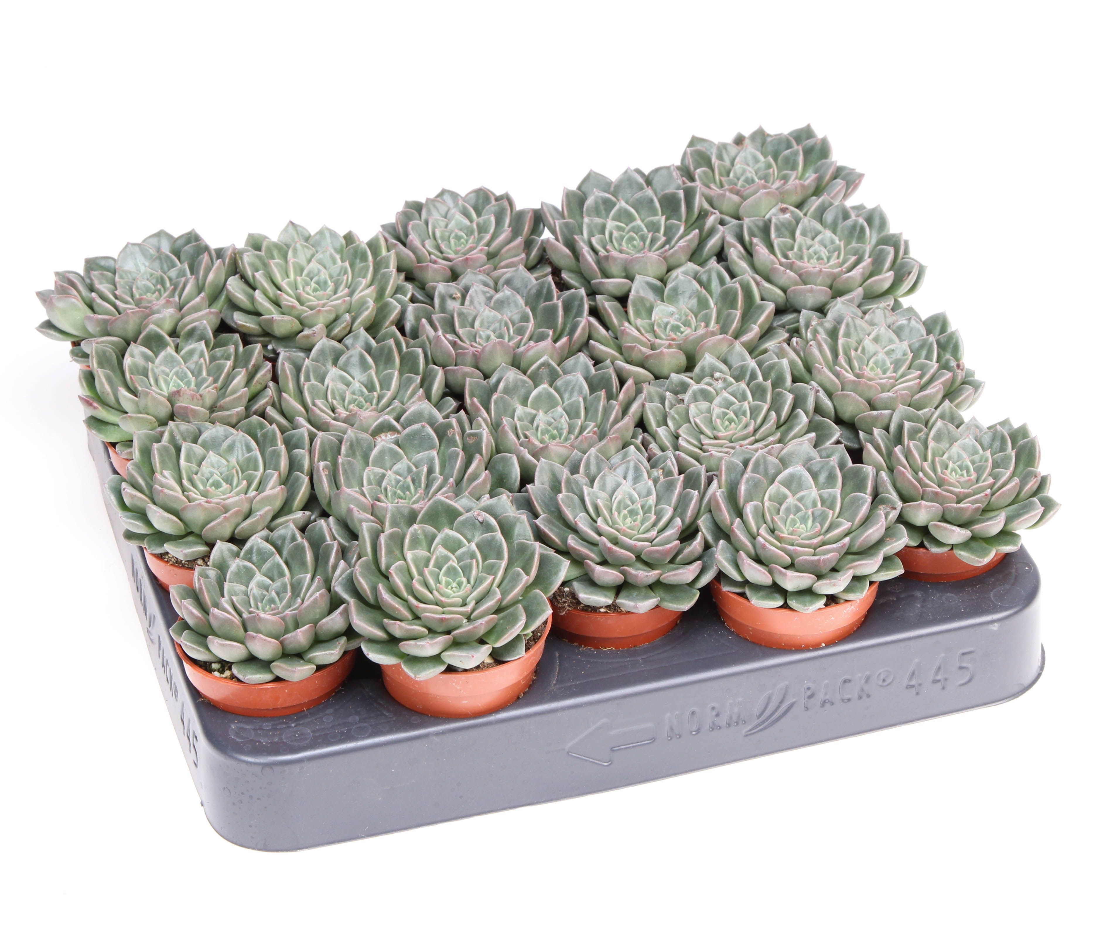 Graptopetalum Vega, D 5,5