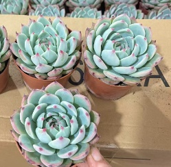 Эхеверия минима 11 15 (предзаказ)