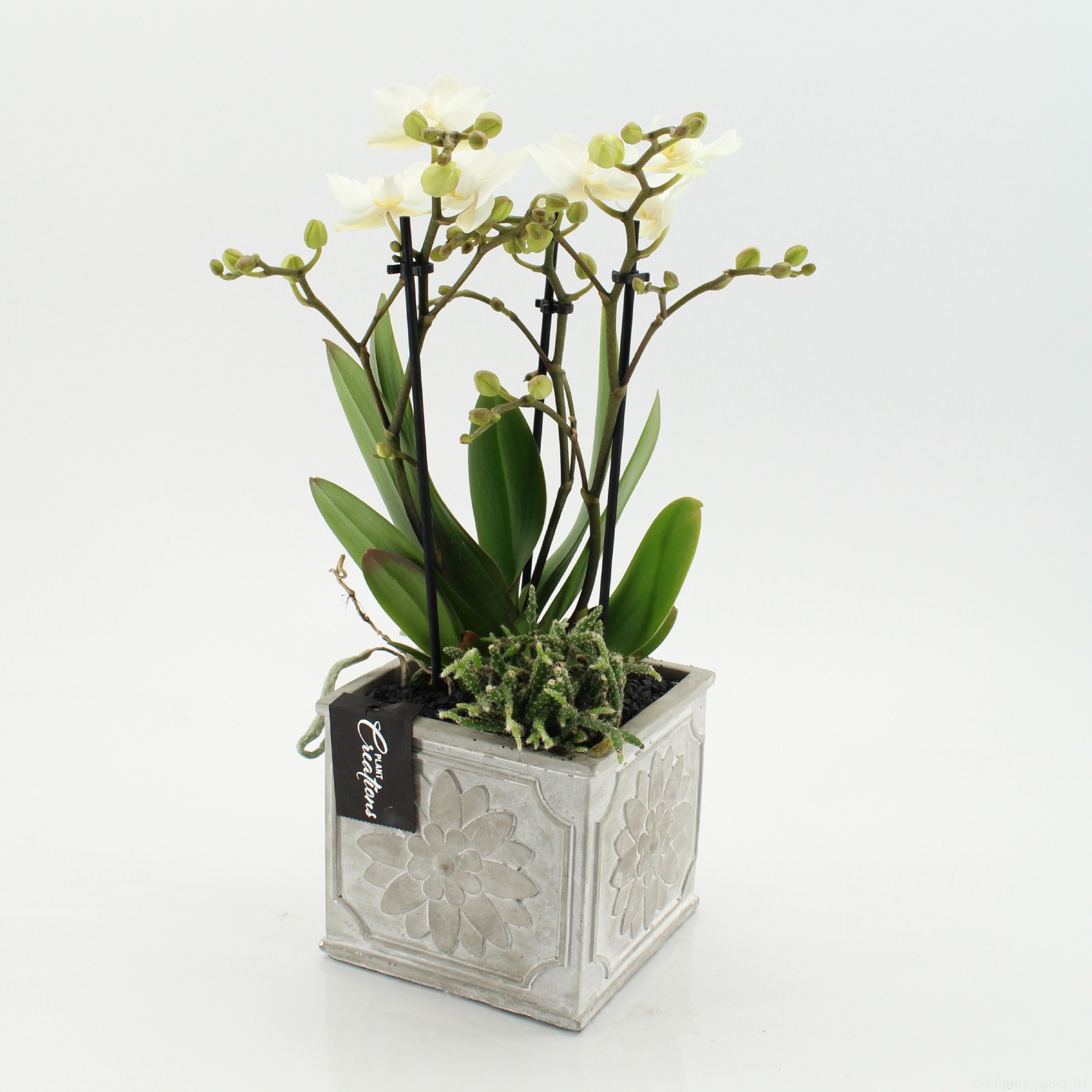 PHAL-2649W Phalaenopsis creatie, D 13