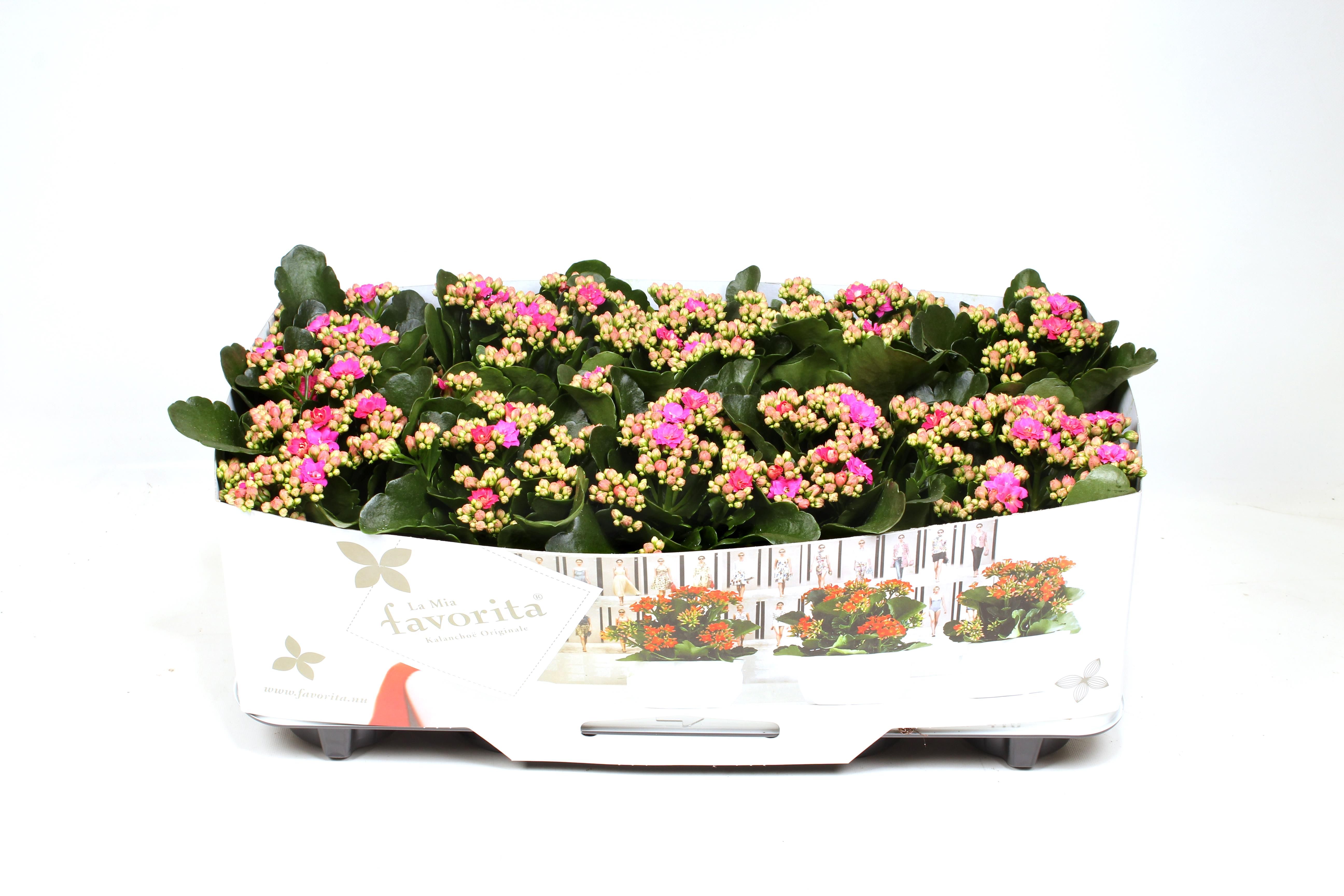Kalanchoe Double Deluxe Purple No Sleeve, D 10,5