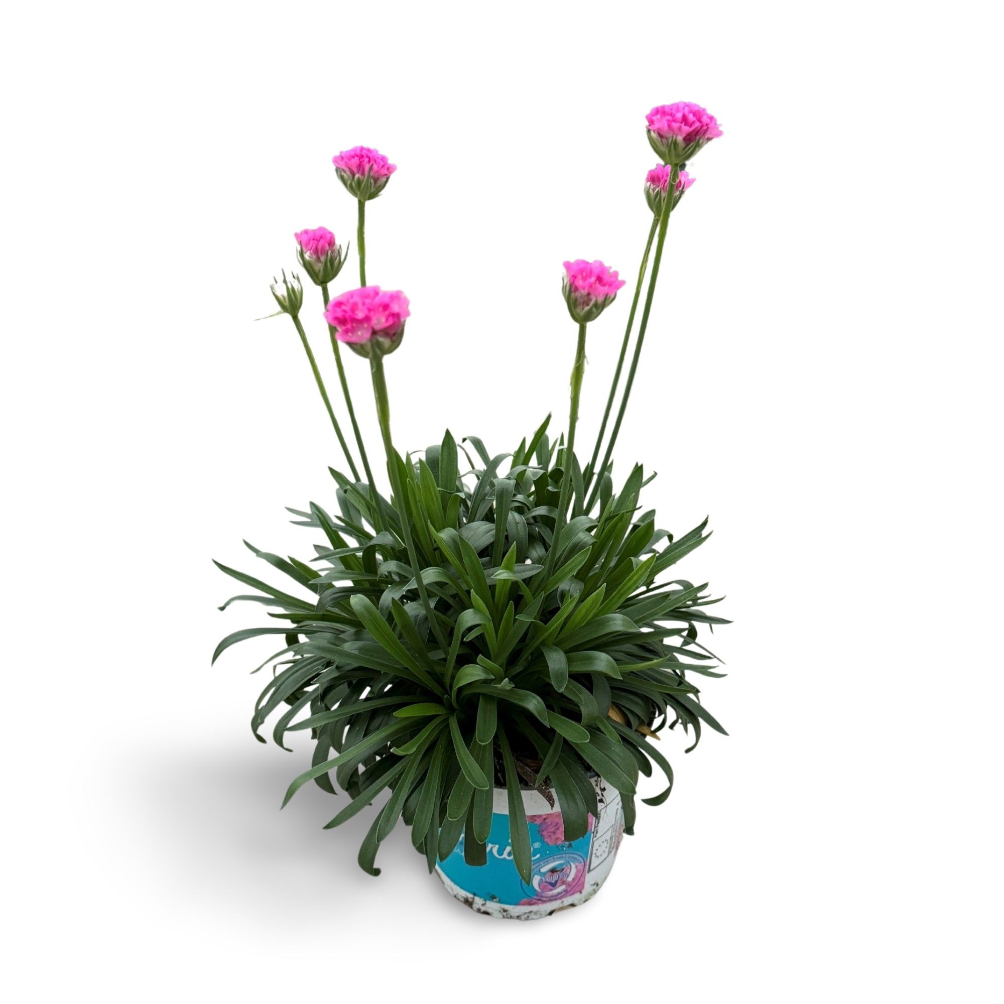 Dreameria Day Dream 12 CM ©, D 12