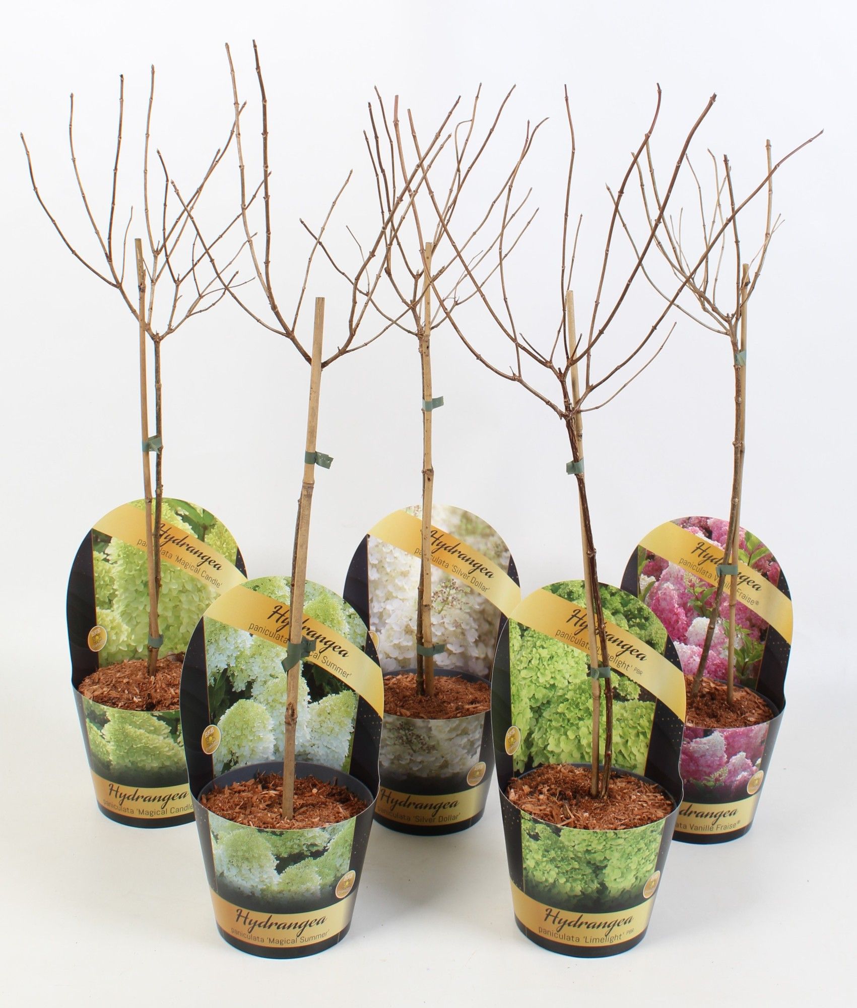 Hydrangea Paniculata op stam 'Mix' 17cm in potcover 'Classic- line', D 17