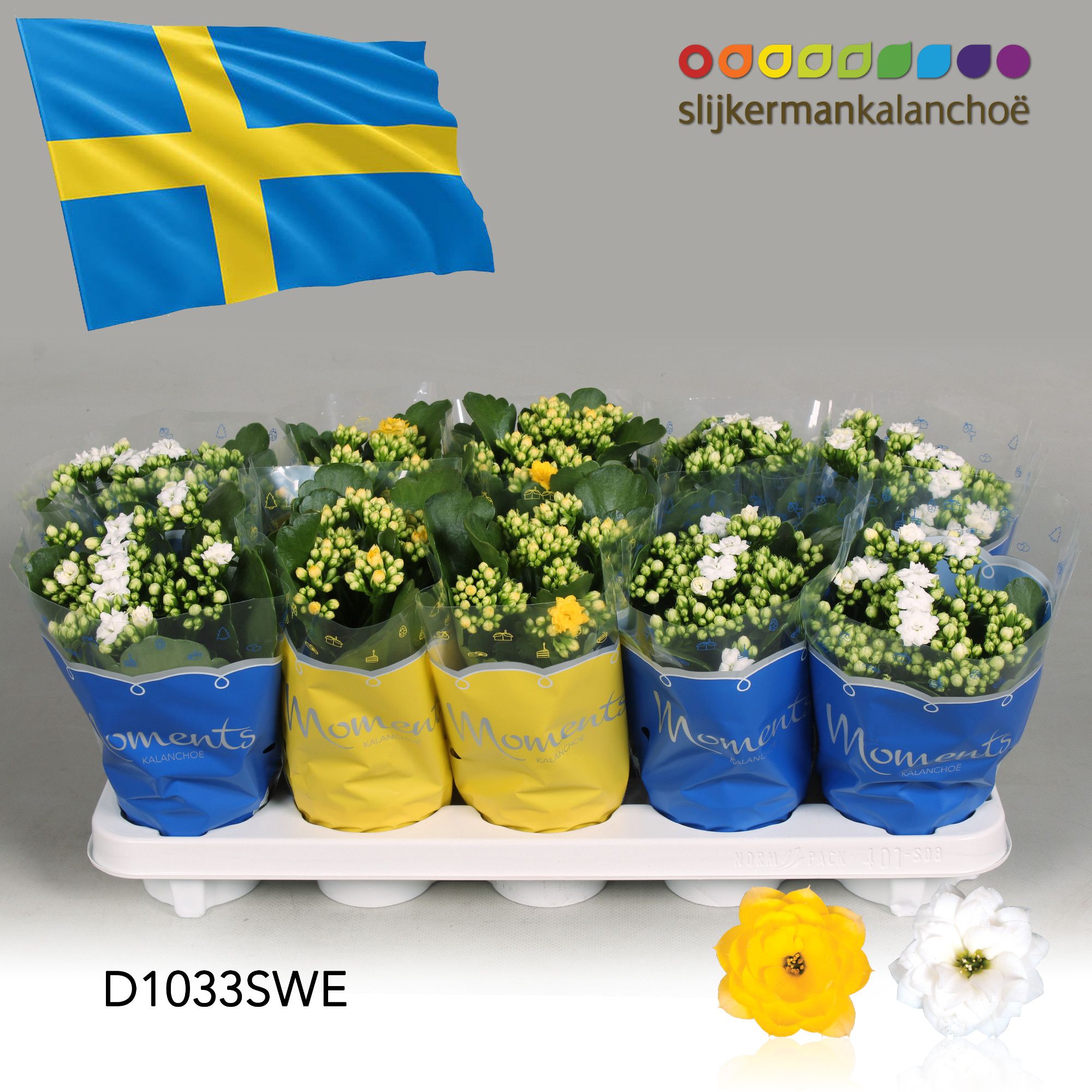 Kalanchoe Moments - Sweden flag, D 10,5