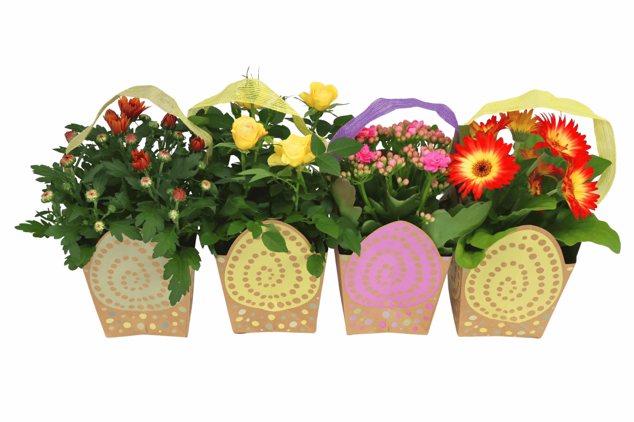 Bloeimix 12 cm | Pasen | Paastasje | Mix | Ei-tasje, D 12