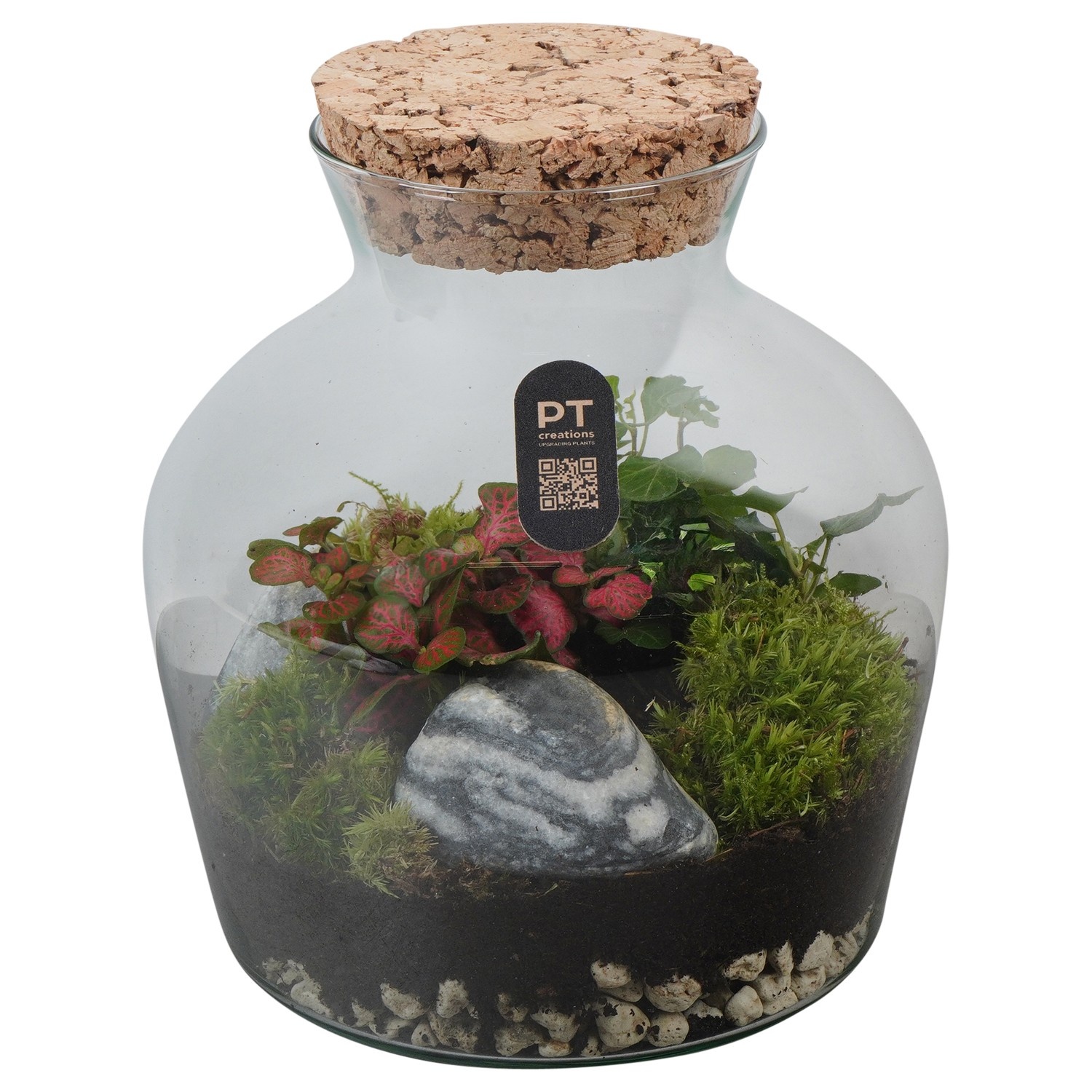 PTTER8105 Arrangement terrarium in glazen terrarium, D 20