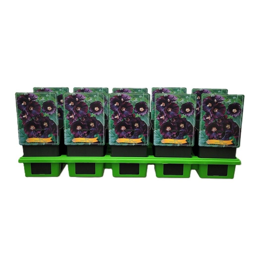 Alcea rosea flpl. 'Nigra' P11, D 11