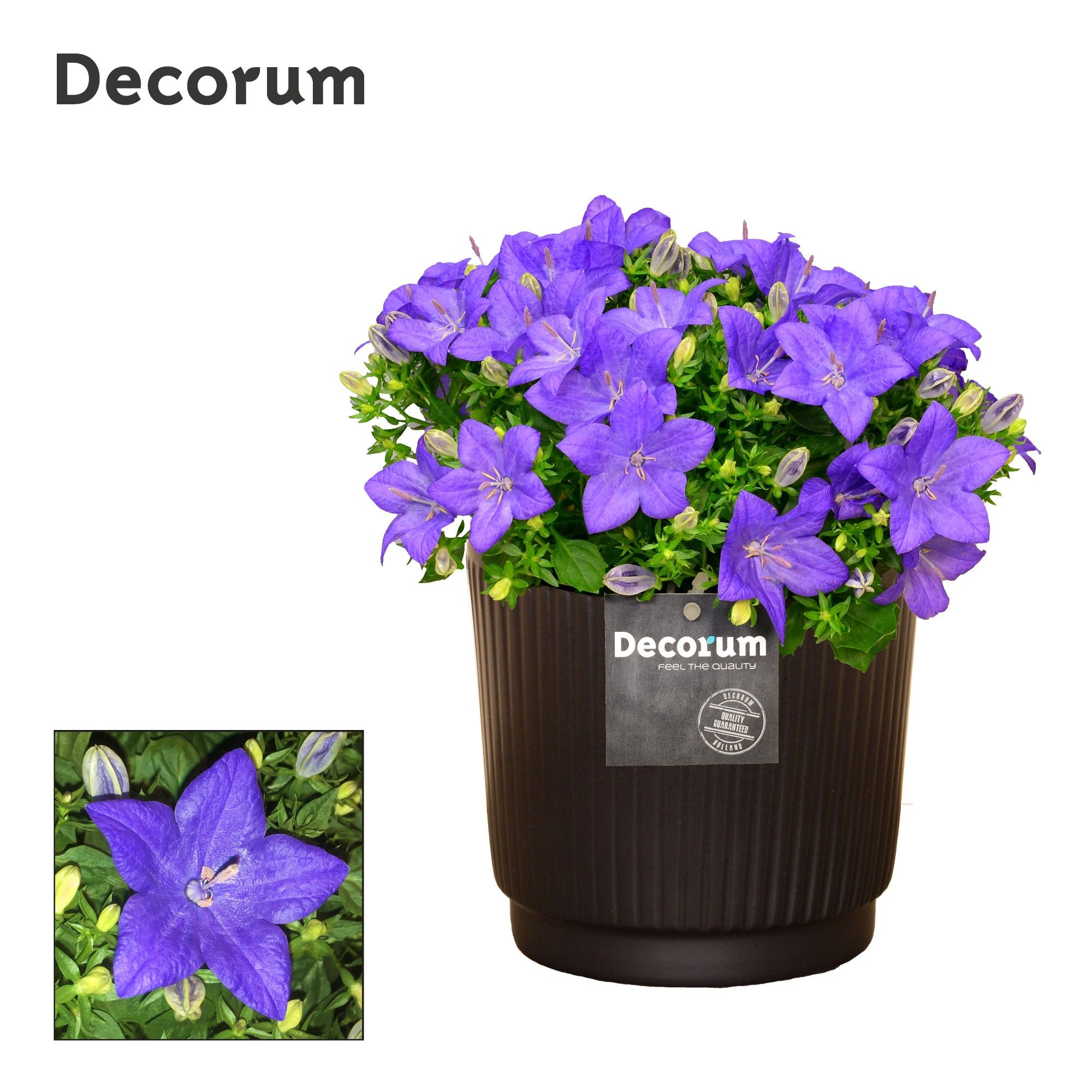 Campanula 'Napoli' Decorum Liv, D 14