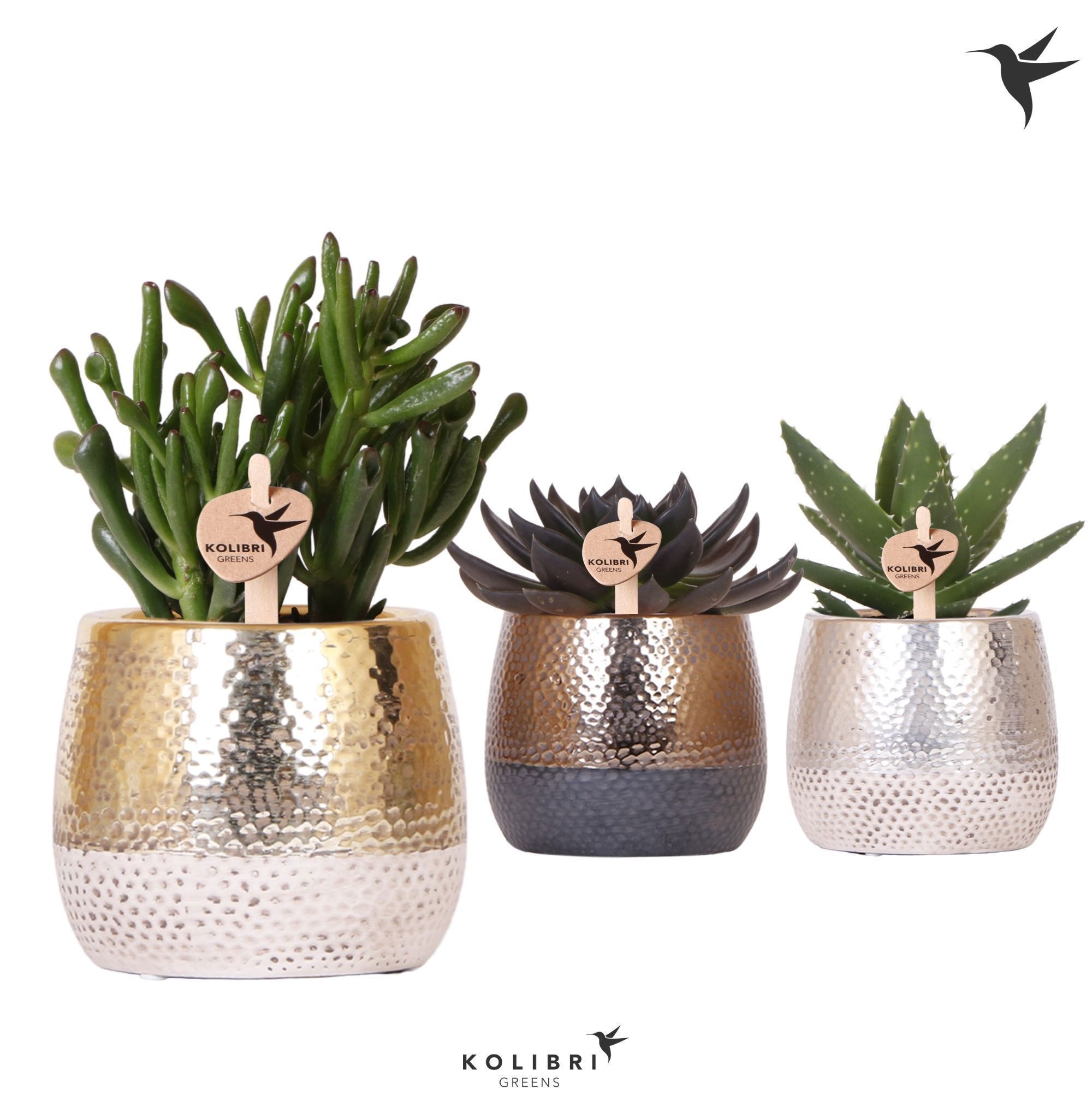 Kolibri Greens Succulenten mix in Elite pot mix, D 9