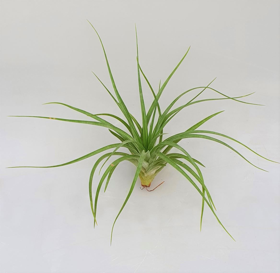 Tillandsia stricta, D 12