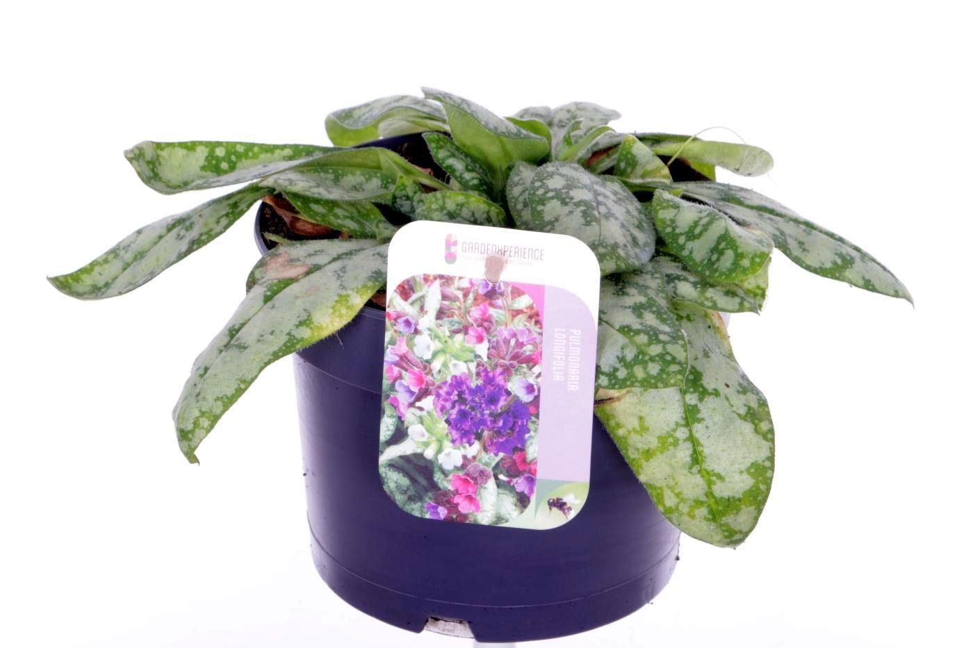 Pulmonaria saccharata Opal, D 17