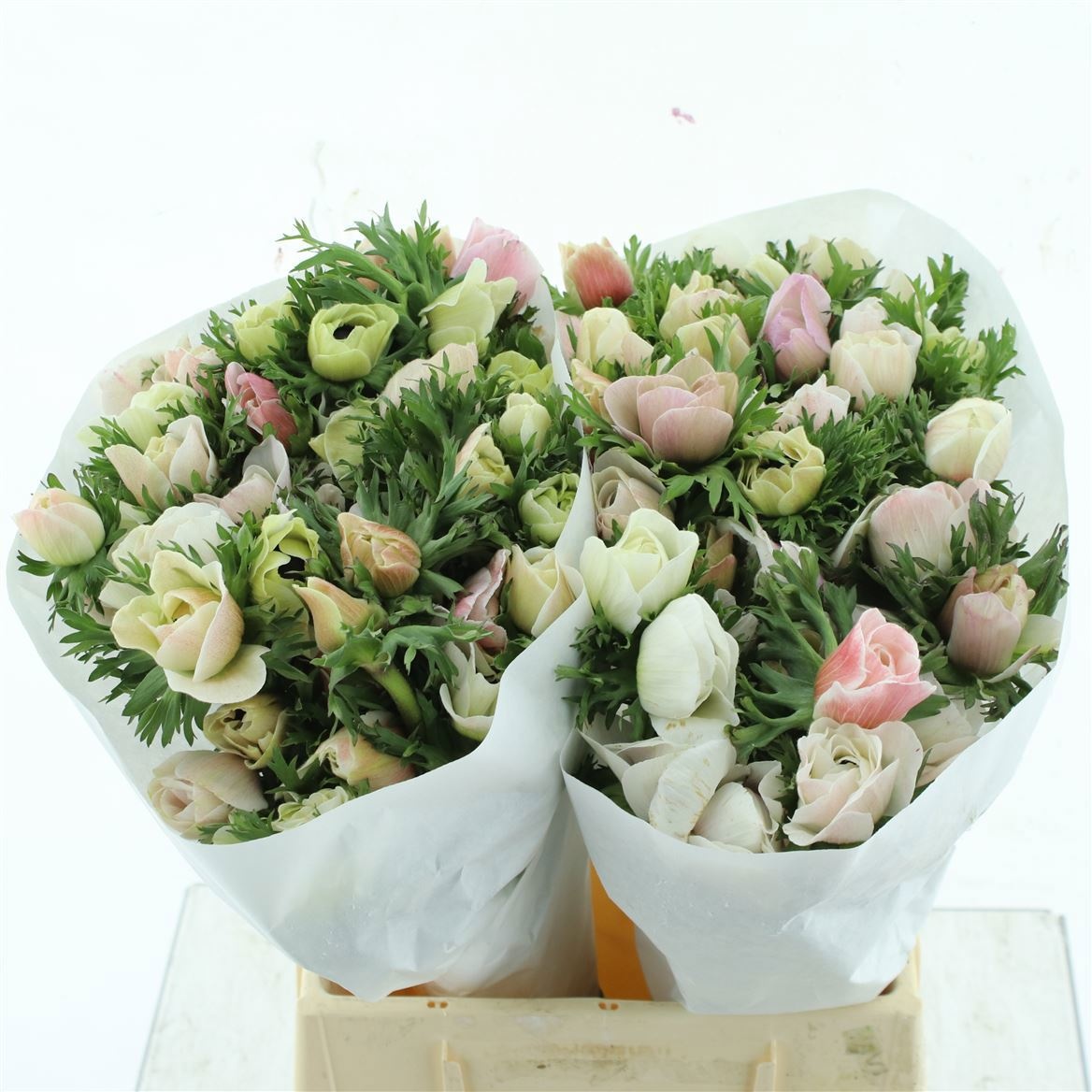 Анемон Мистраль + Вайт 45 (бел.), шт.