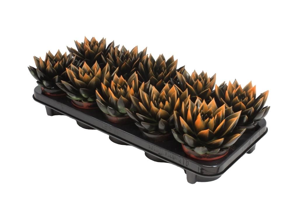 Miranda bicoloured black/orange, D 10,5